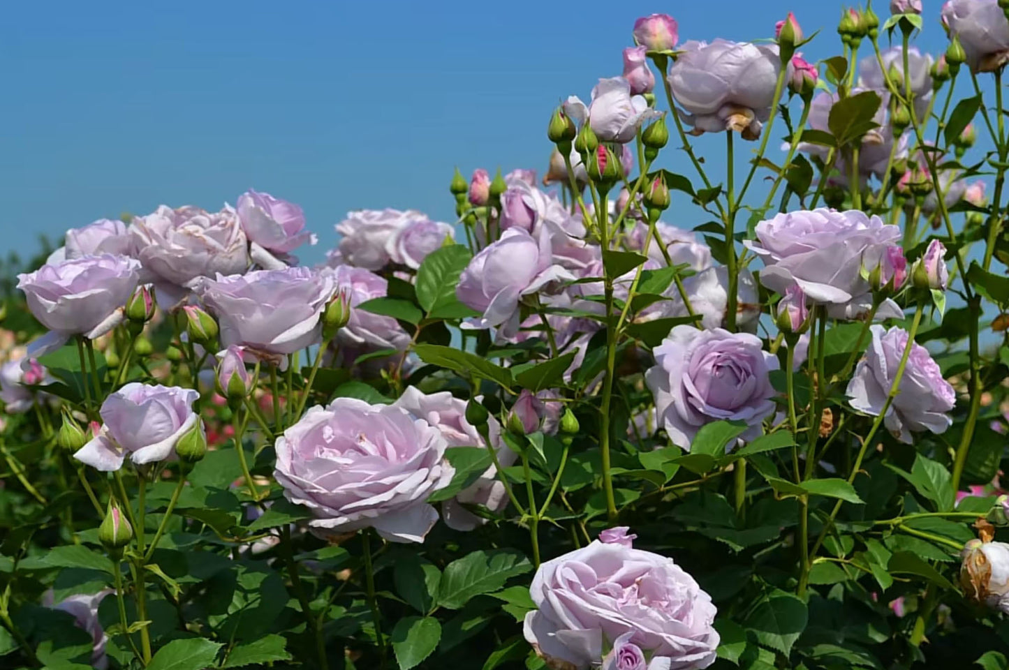 Shinoburedo 蓝色风暴/暗恋的心 のぶれど，Japanese Floribunda Rose, Non-Grafted/Own Root.