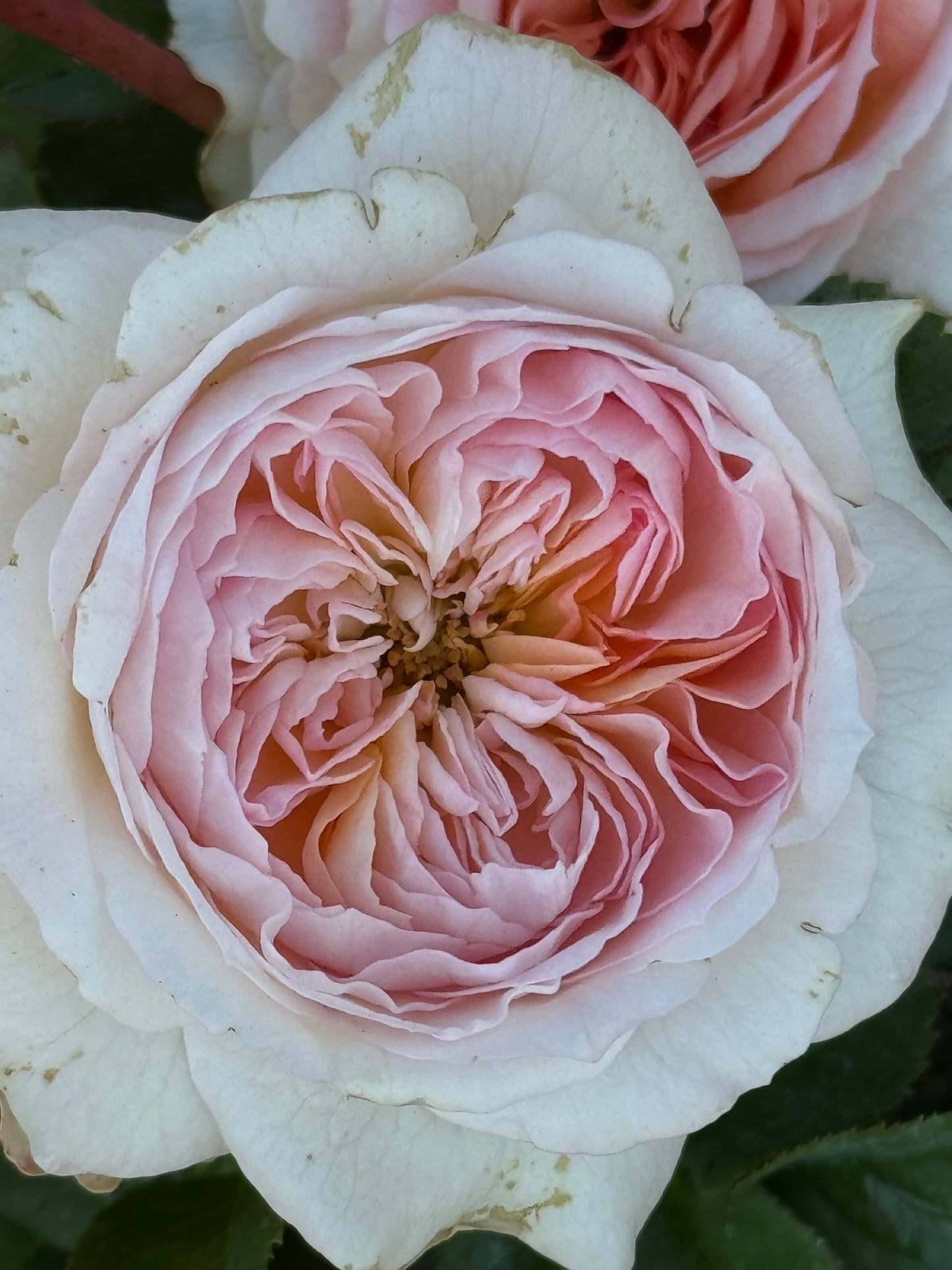 NEW !  J'adore 真我，Floribunda, Florists Rose.  Heat-tolerant, disease-resistant, Non-Grafted/Own Root.