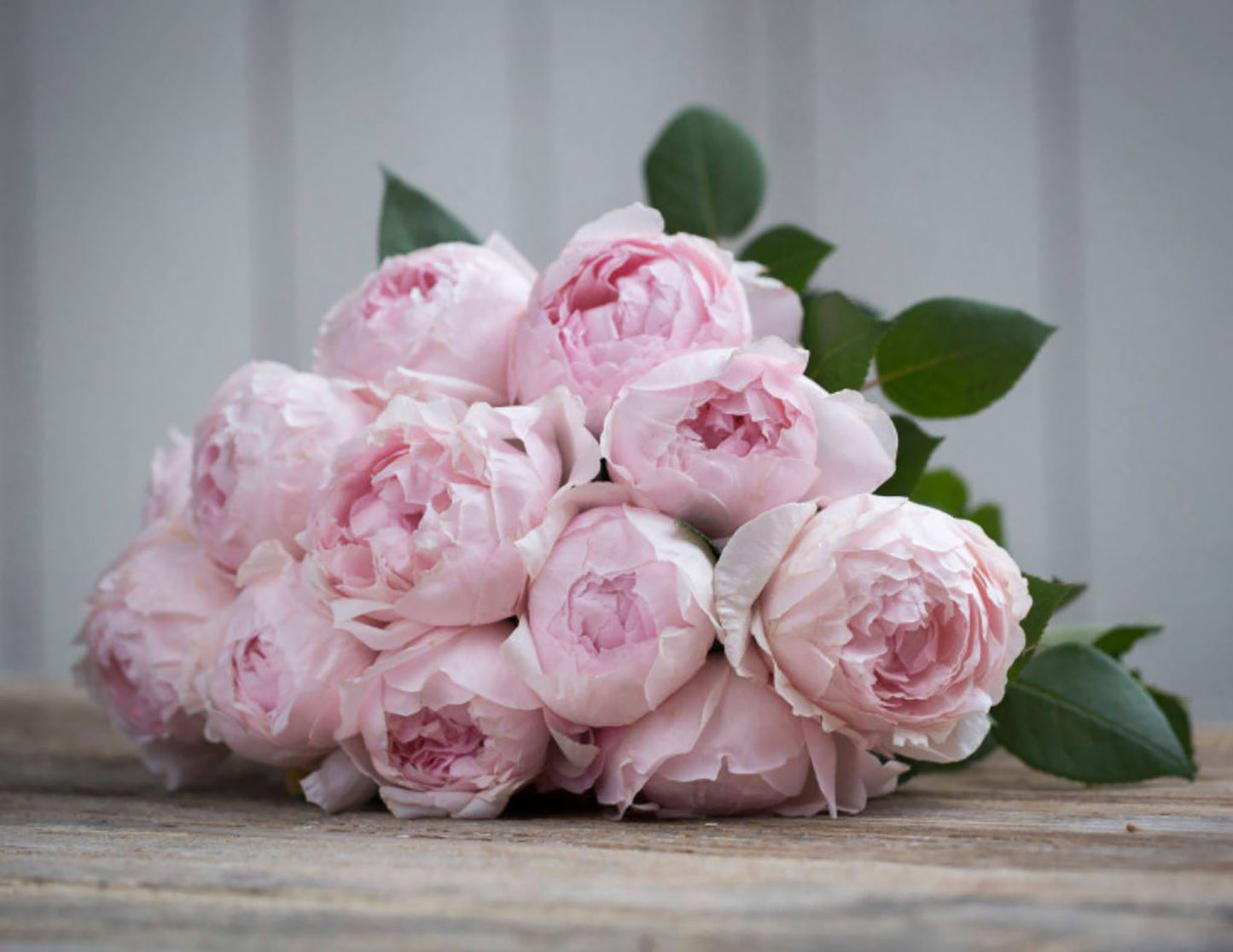 Peony Pink 芍药粉，Shrub Rose, Non-Grafted/Own Root.