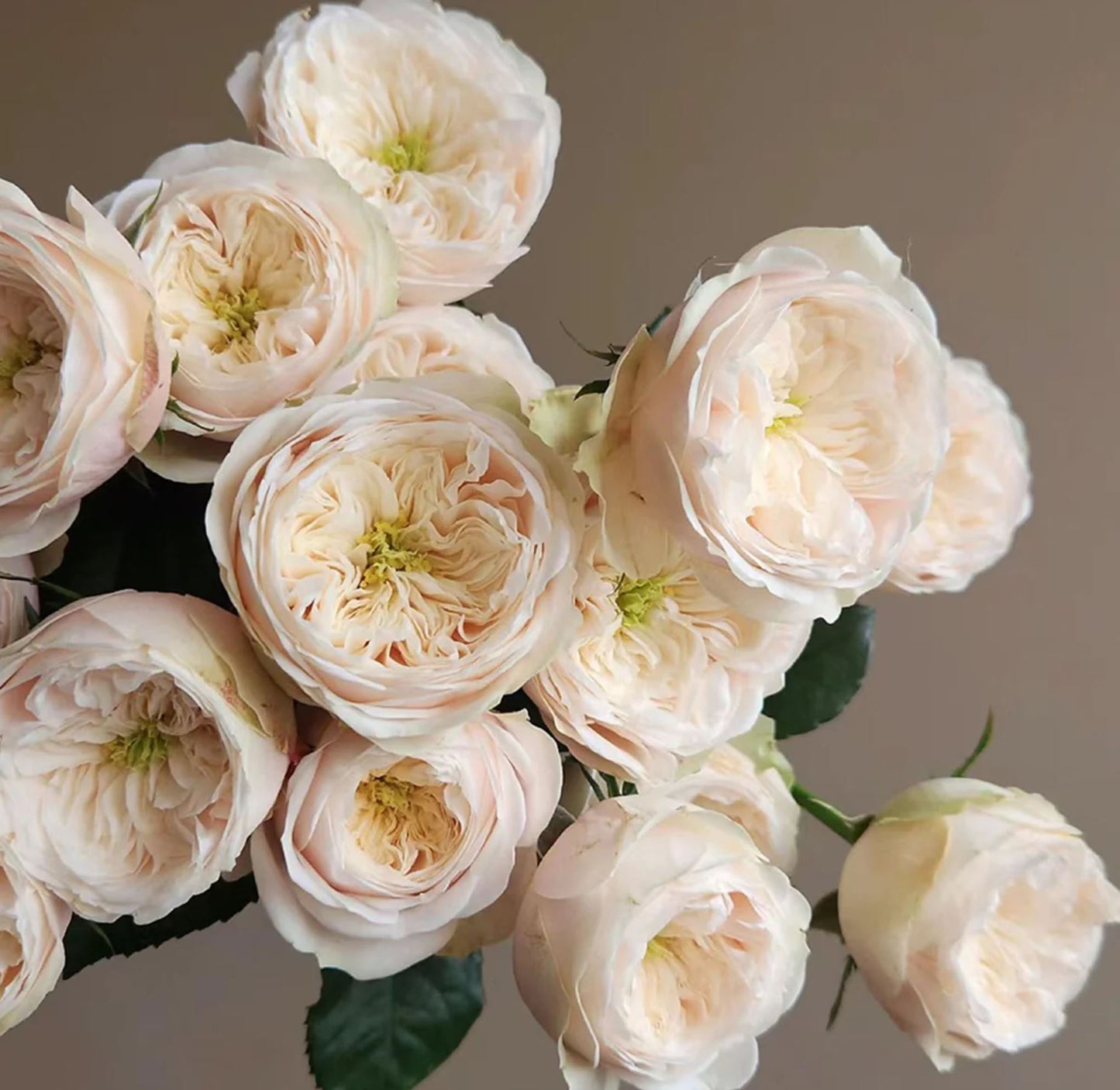 #SPN116, Darlington 达林顿,  Florist Shrub Rose.