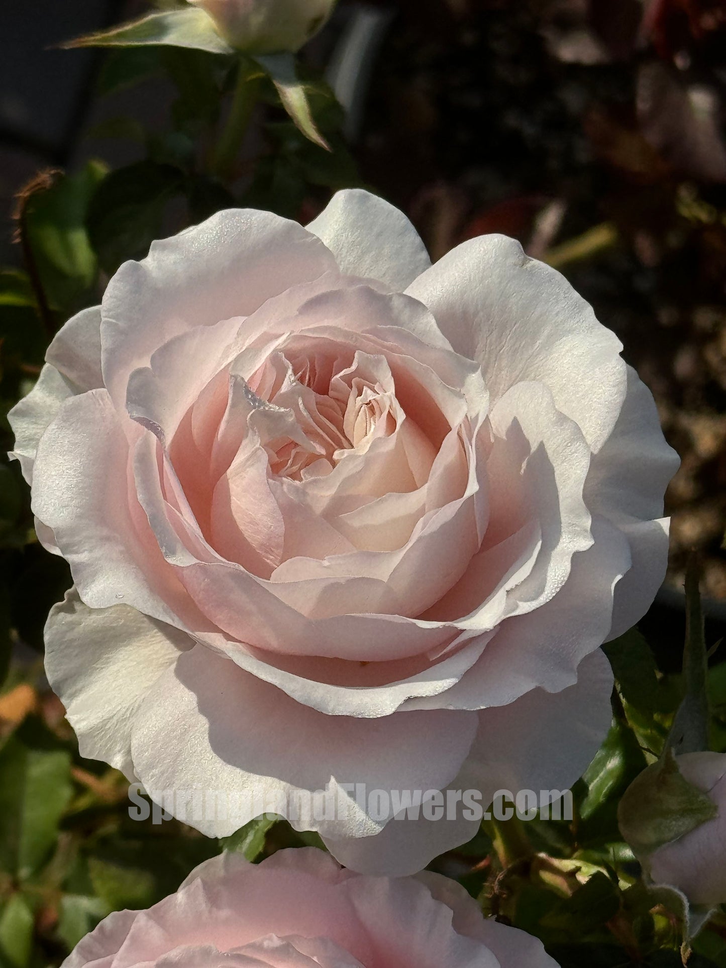 De Cheryl 谢莉尔 ，Shrub Rose，Non-Grafted/Own Root.