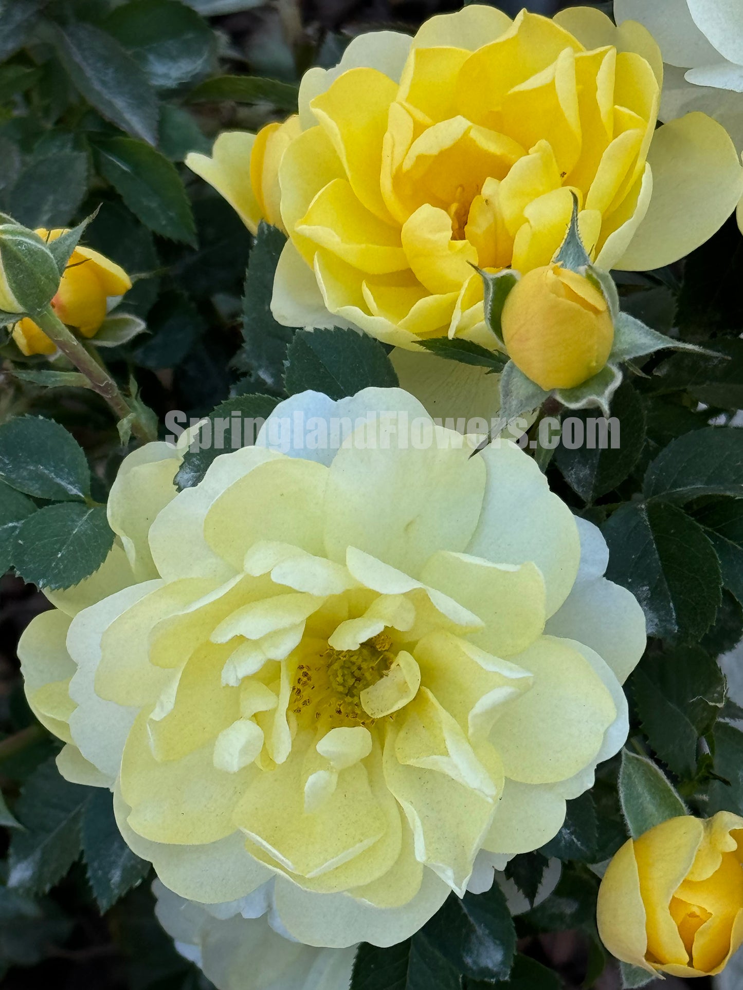 Lemonade Terrace 黄果汁，Floribunda Rose, Non-Grafted/Own Root.Yearlong flower buds. Perfect for small gardens.