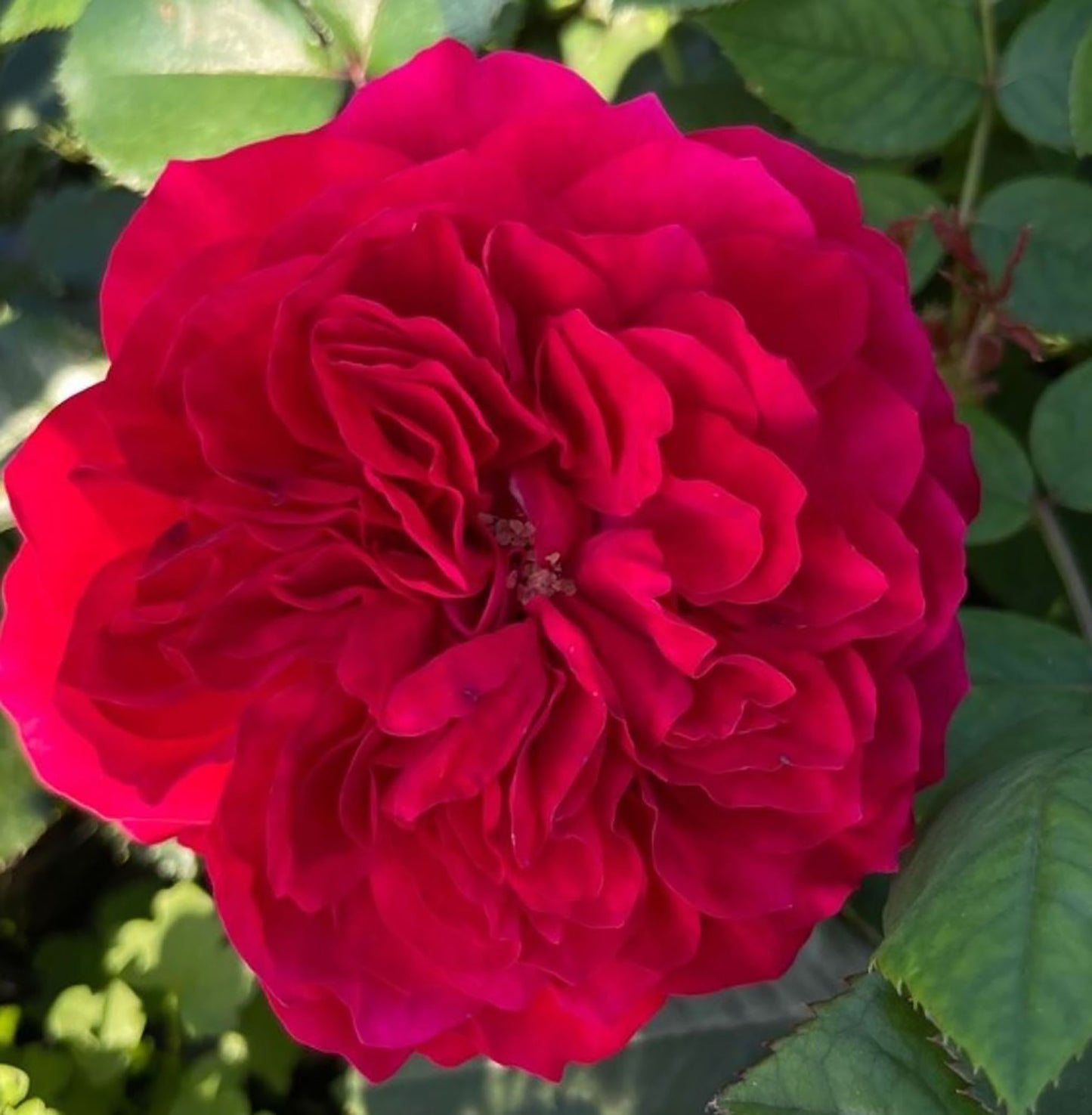 Rouge Royale 皇家胭脂, Hybrid Tea Rose, Strong Fragrance, Excellent Heat Tolerance, Strong Disease Resistance,  2 Years Old 1 Gal, Own Root.