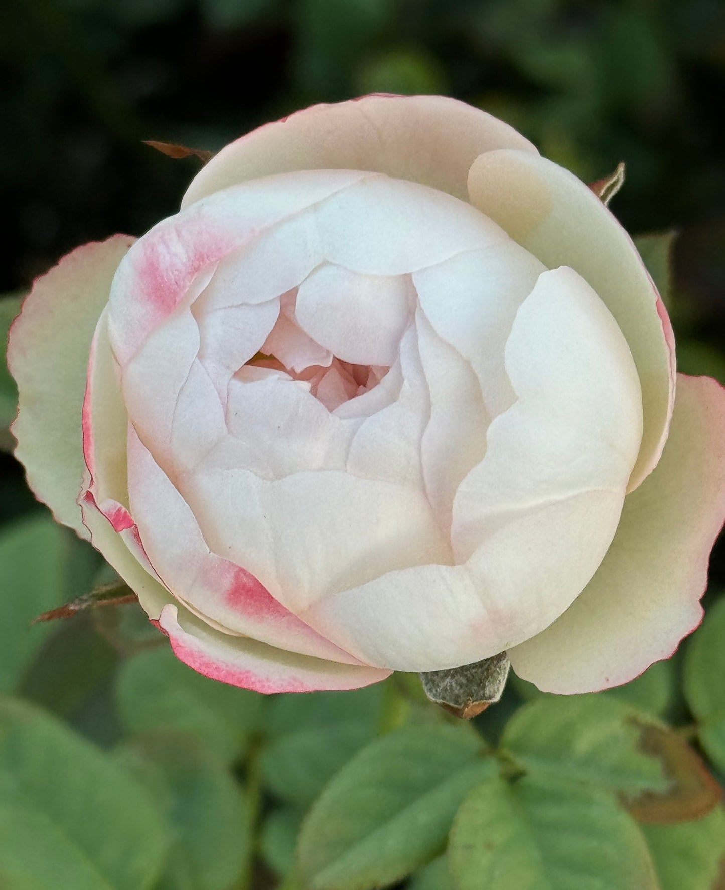 Strawberry Pie 草莓派，Chinese Shrub Rose, Non-Grafted/Own Root.