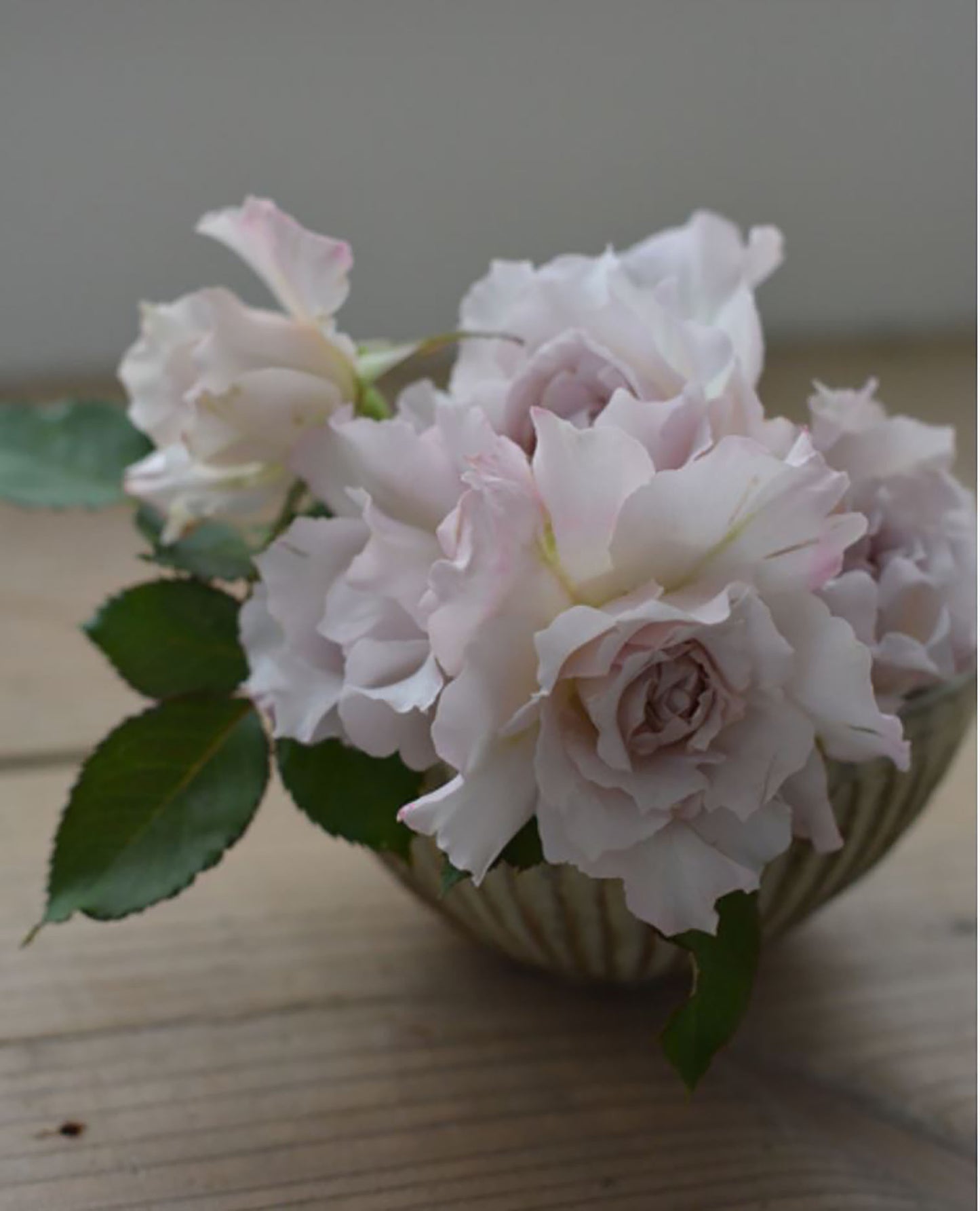 Saphiret 莎菲天使 サフィレット , Japanese Shrub Rose，Non-Grafted/Own Root.