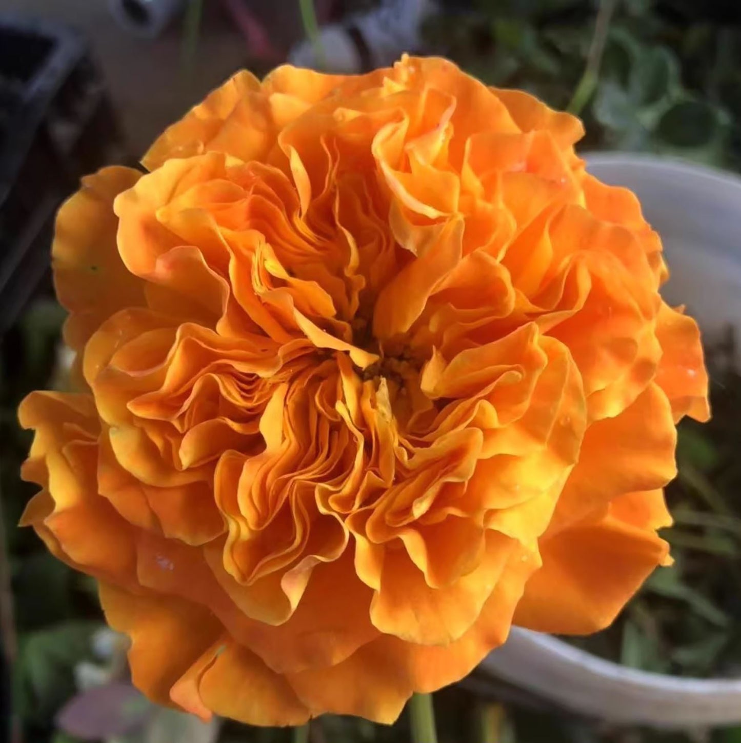 Mango Lieber 芒果酒吧 マンゴーリーバー ，Japanese Shrub Rose, Large Bright Orange Flower, Non-Grafted/Own Root.