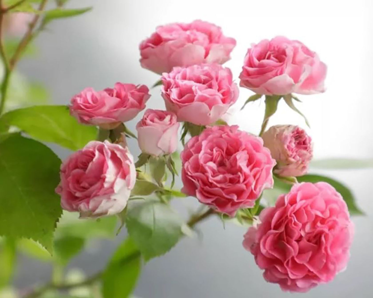 Rouge Pearls 胭脂扣, Climbing Rose，Heat-tolerant, disease-resistant, Non-Grafted/Own Root.