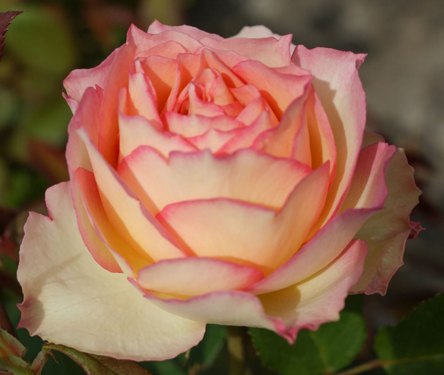 Jalitah 吉莱塔/ 四季龙沙, Shrub Rose, Heat-Resistant, Disease-Resistant, Non-Grafted/Own Root.