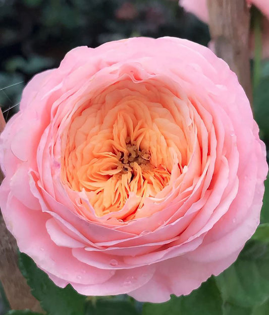 Domaine de Chantilly 玫瑰香橙（香缇别苑）Shrub Rose, Upright, Strong Citrus Old Rose Fragrance.