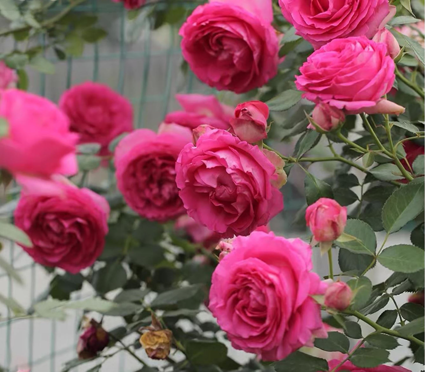 Pink Eden 深粉龙沙 Climbing rose, Own-Root.