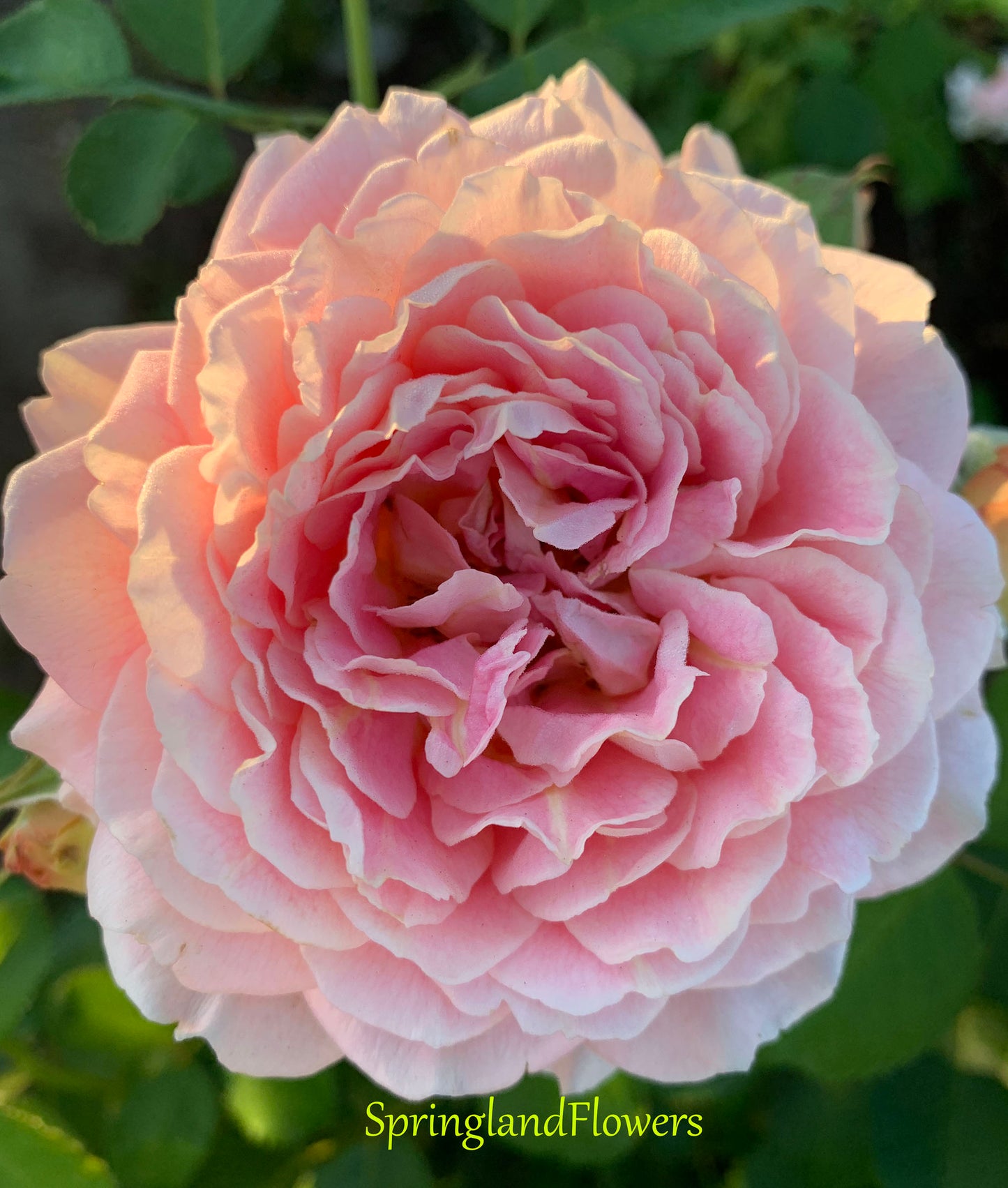 Fun in the Sun,  Floribunda Rose,Non-Grafted/Own Root.