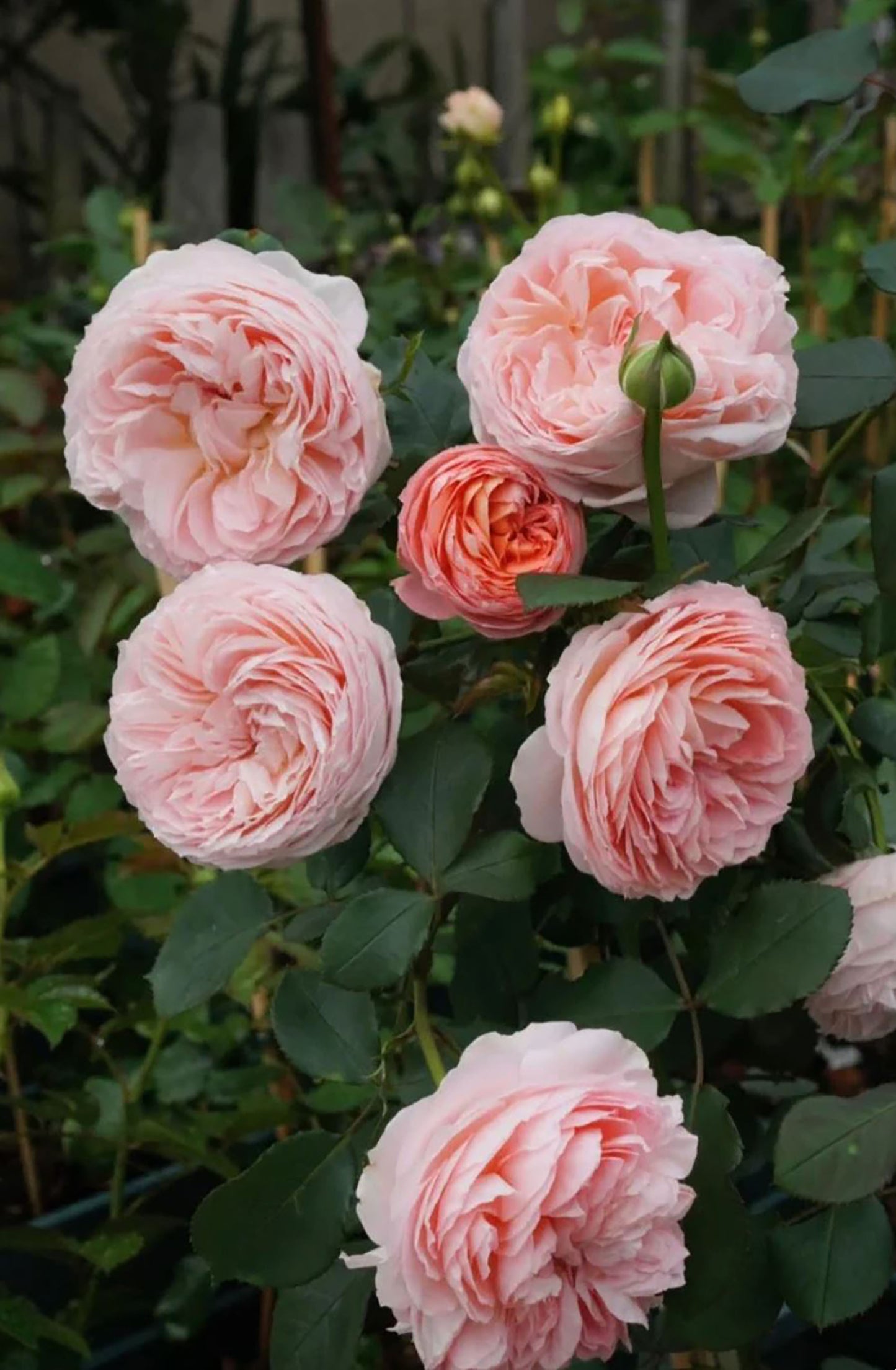 #SPJ033,extremely similar to Confiture 果酱,  Japanese Florist Shrub Rose, Non-Grafted/Own Root.