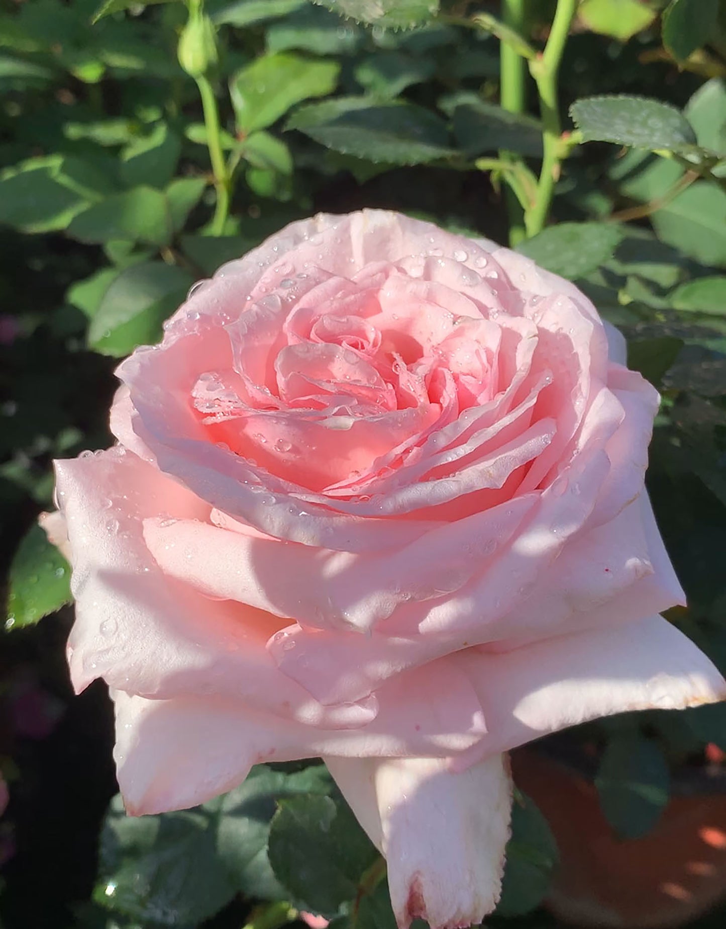 #SPF028，Extremely Similar to Pink O'Hara 粉荔枝，French Florist Shrub Rose, Large, Disease Resistance, Non-Grafted/Own Root.