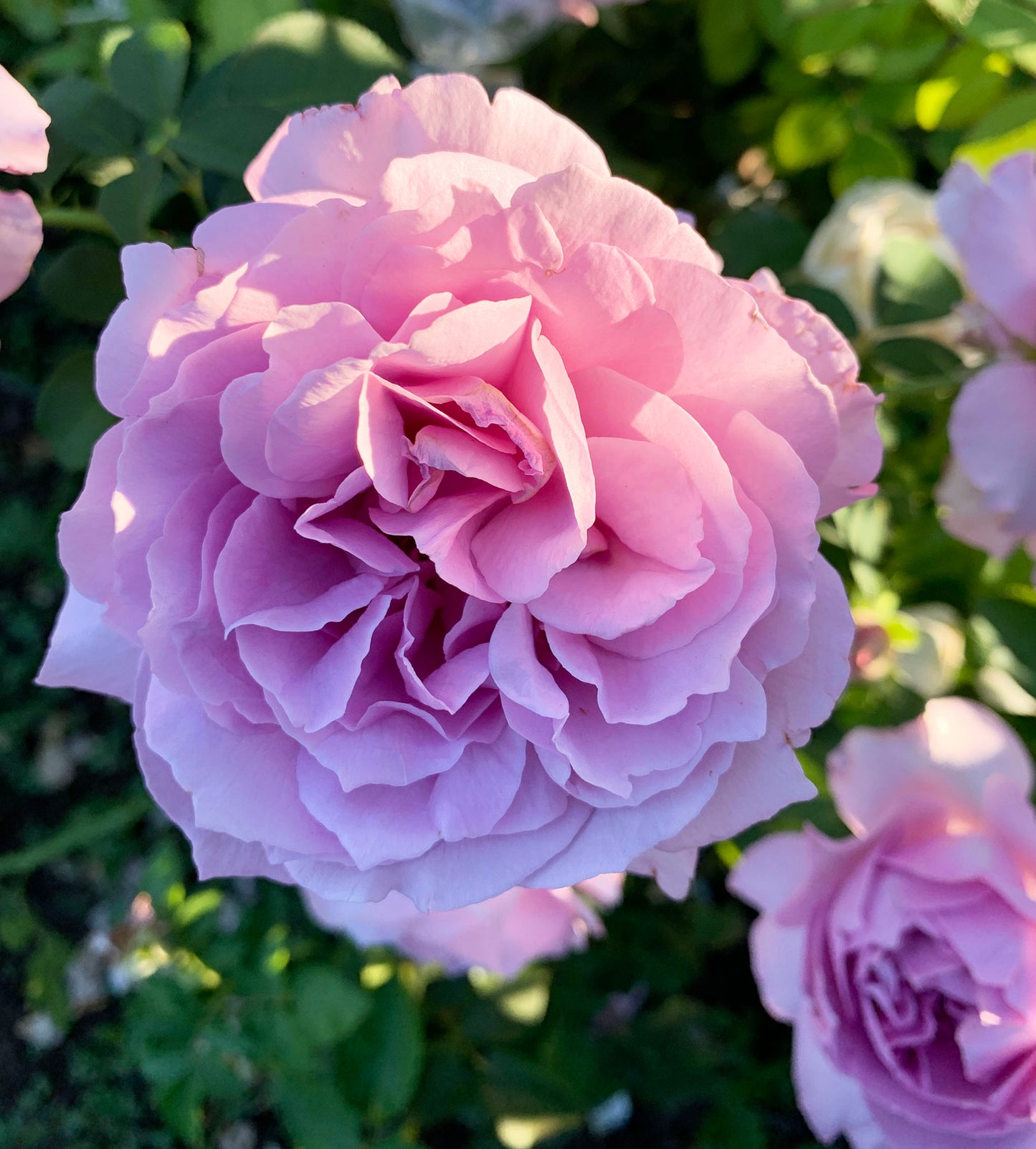 Love Song 情歌，Floribunda Rose, Heat-tolerant, disease-resistant, Non-Grafted/Own Root.