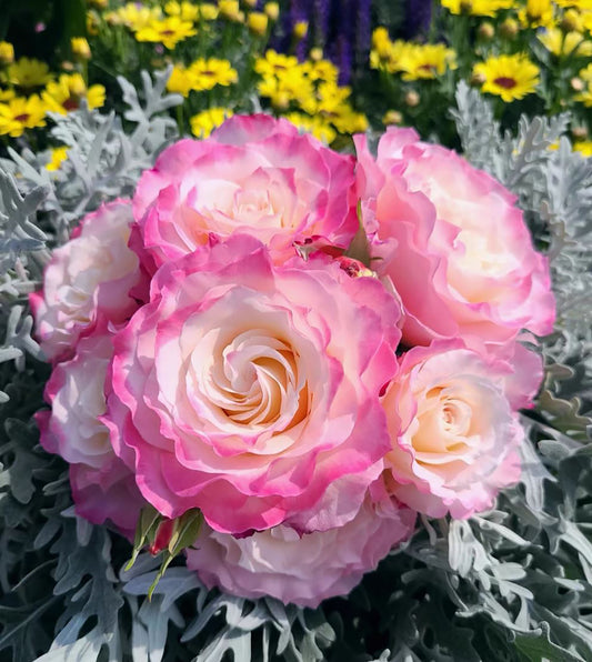 #SPJ102, Seraphim六翼天使，Japanese Shrub Rose, Non-Grafted/Own Root. Beautiful Flowers, Strong Fragrance and Long Flowering Period, You Deserve It.
