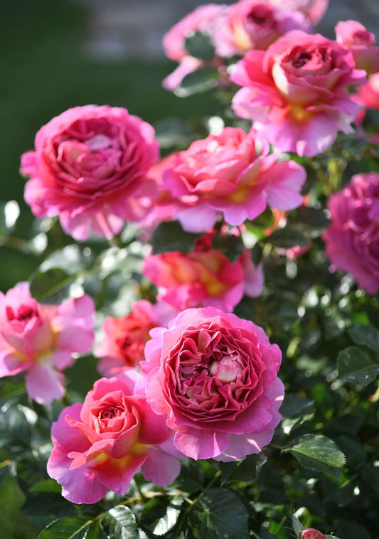 #SPF239, Esprit de Paris 巴黎精神, Shrub Rose, Non-Grafted/Own Root.