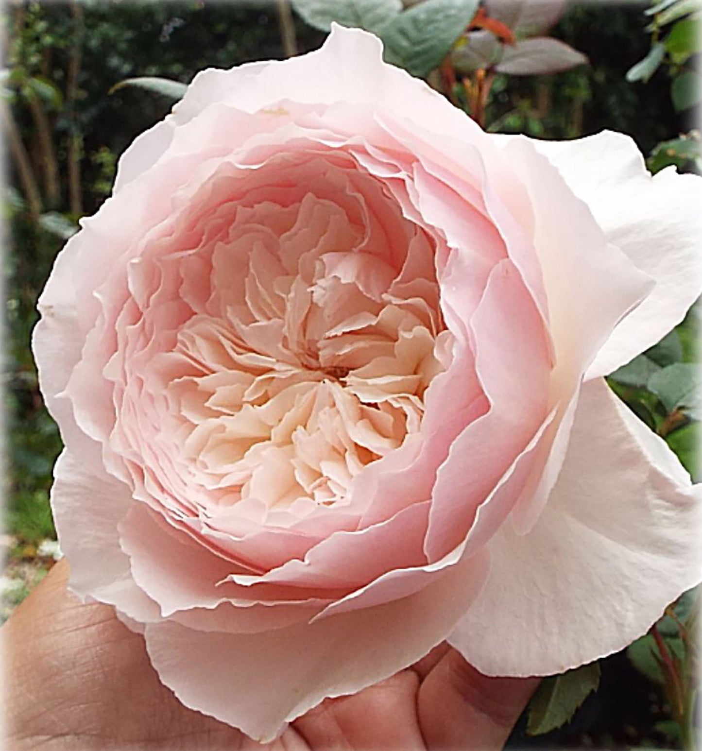 Hiyori 日和 , Shrub Rose, Non-Grafted/Own Root,  1 Gal.