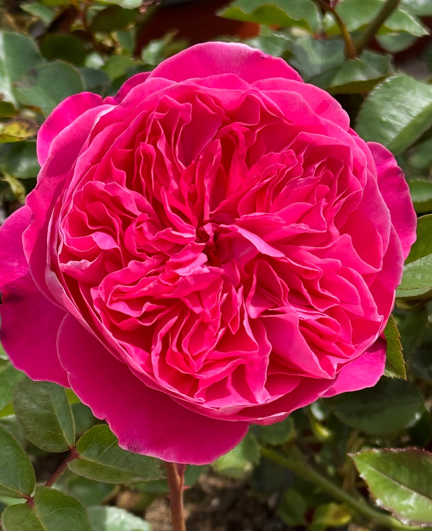 Accademia 阿卡德米亚学院, Hybrid Tea Rose, Deep pink - violet.  Strong fragrance. Non-Grafted/Own Root.