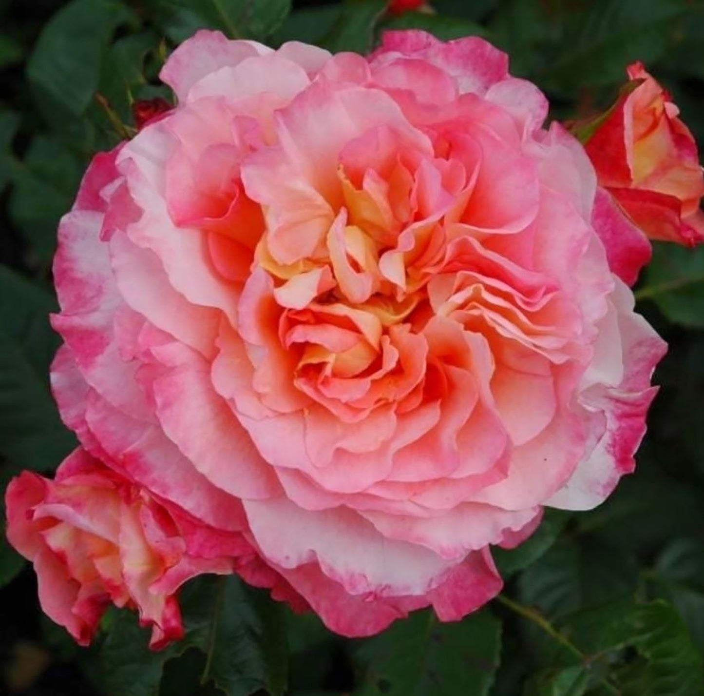 Augusta Luise 奥古斯塔.路易斯, Hybrid Tea Rose, Strong fragrance. Large.  Non-Grafted/Own Root.