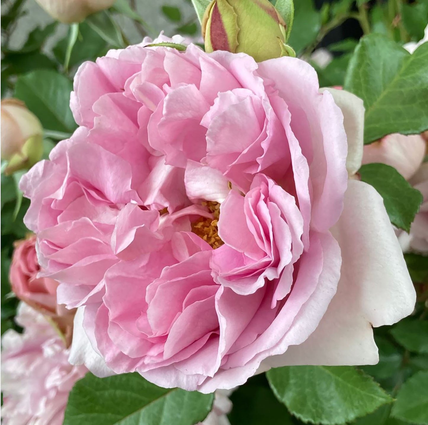 Rose Antoinette 绝代艳后, Shrub Rose, Strong fragrance. Large. Heat Resistant.2 Years Old 1 Gal, Non-Grafted/Own Root.