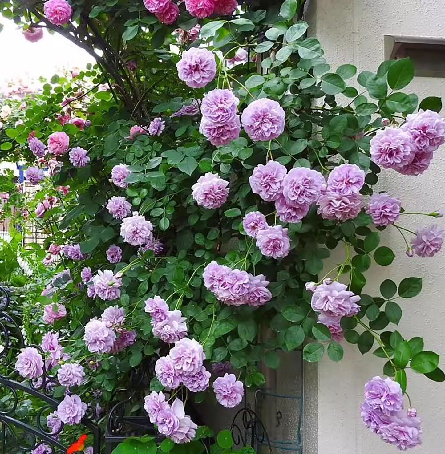 Rainy Blue 蓝色阴雨 ，Climbing Rose，Non-Grafted/Own Root.