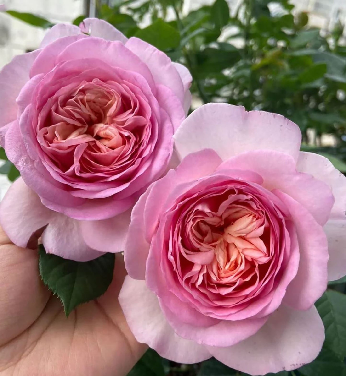 FenDai/Pink Dye 粉黛 Chinese Shrub Rose, Strong Fragrance,Excellent Heat Tolerance, Non-Grafted/Own Root.