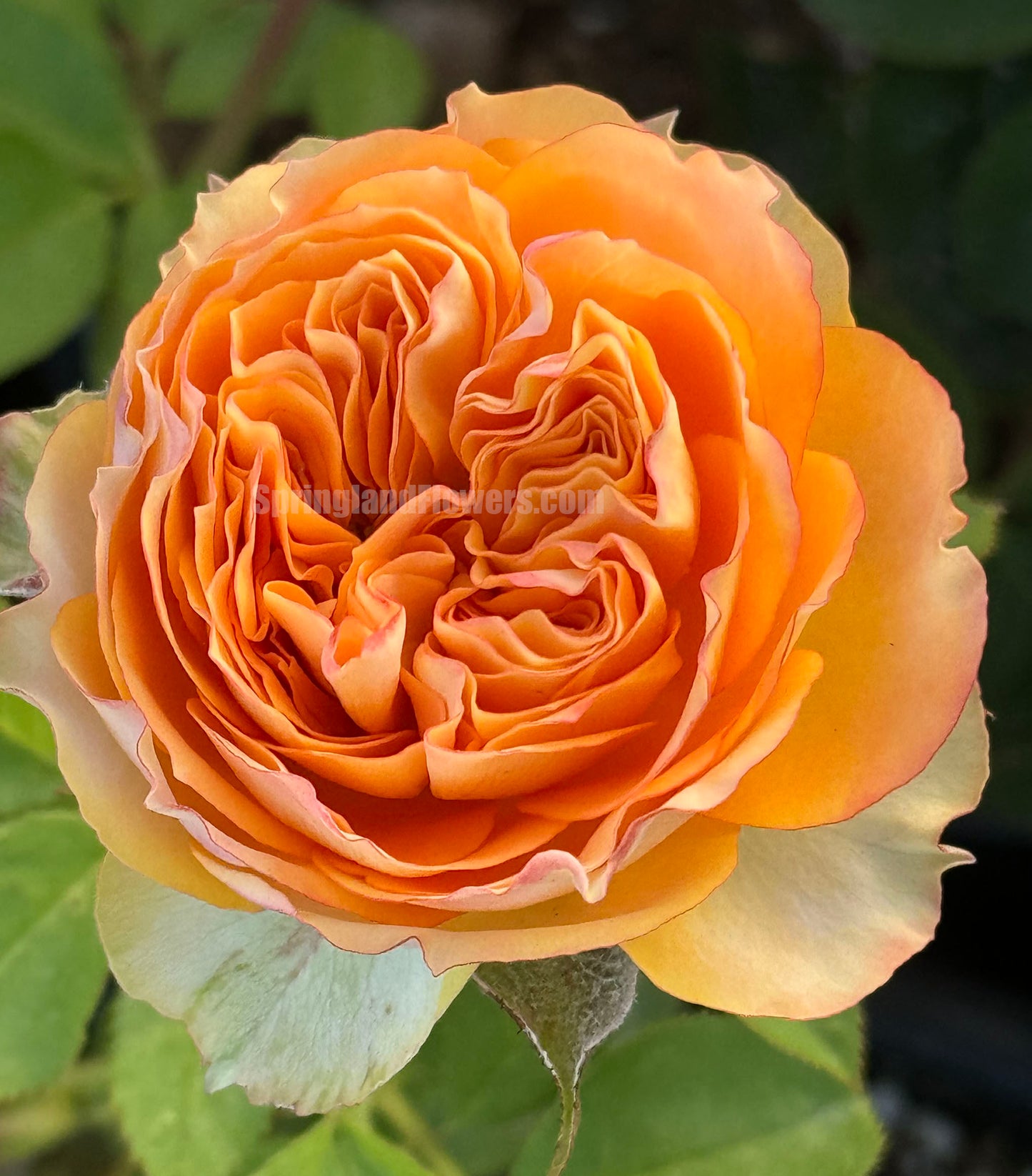 #SPR036 ，Endless Summer 无尽夏，Florist Shrub Rose，Non-Grafted/Own Root.
