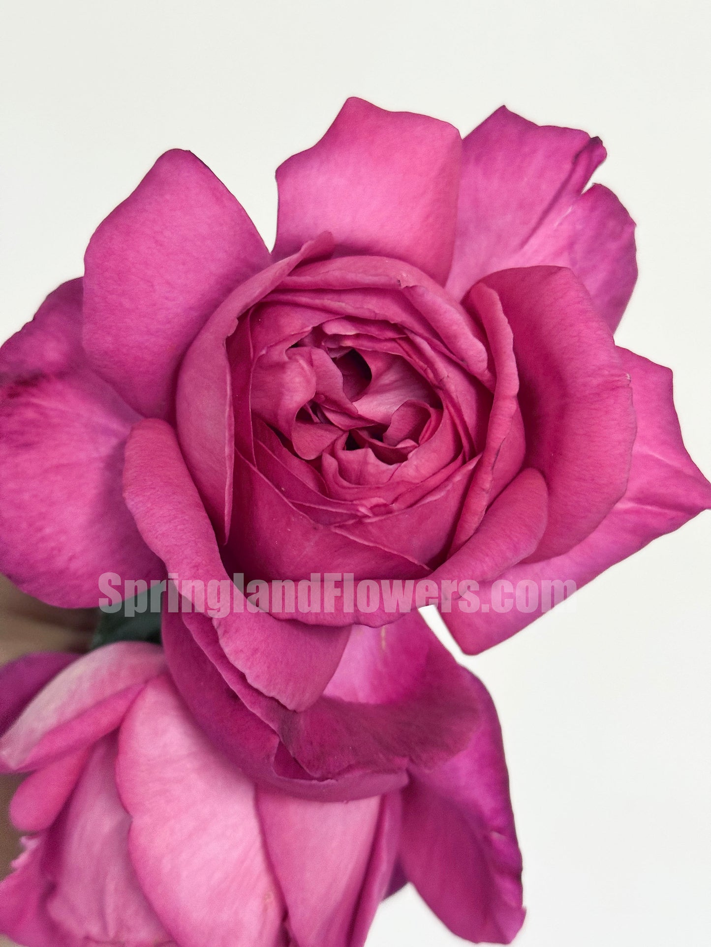 #SPJ290,  Eve Brown/ Yves Brown 伊芙布朗，Japanese Shrub Rose, Non-Grafted/Own Root.