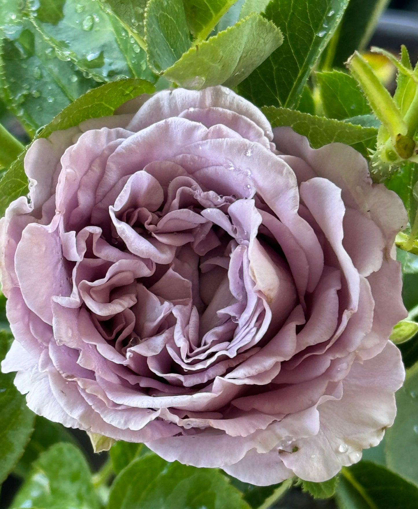 Amethyst 紫龙晶, Shrub Rose, Heat-resistant,  Non-Grafted/Own Root.