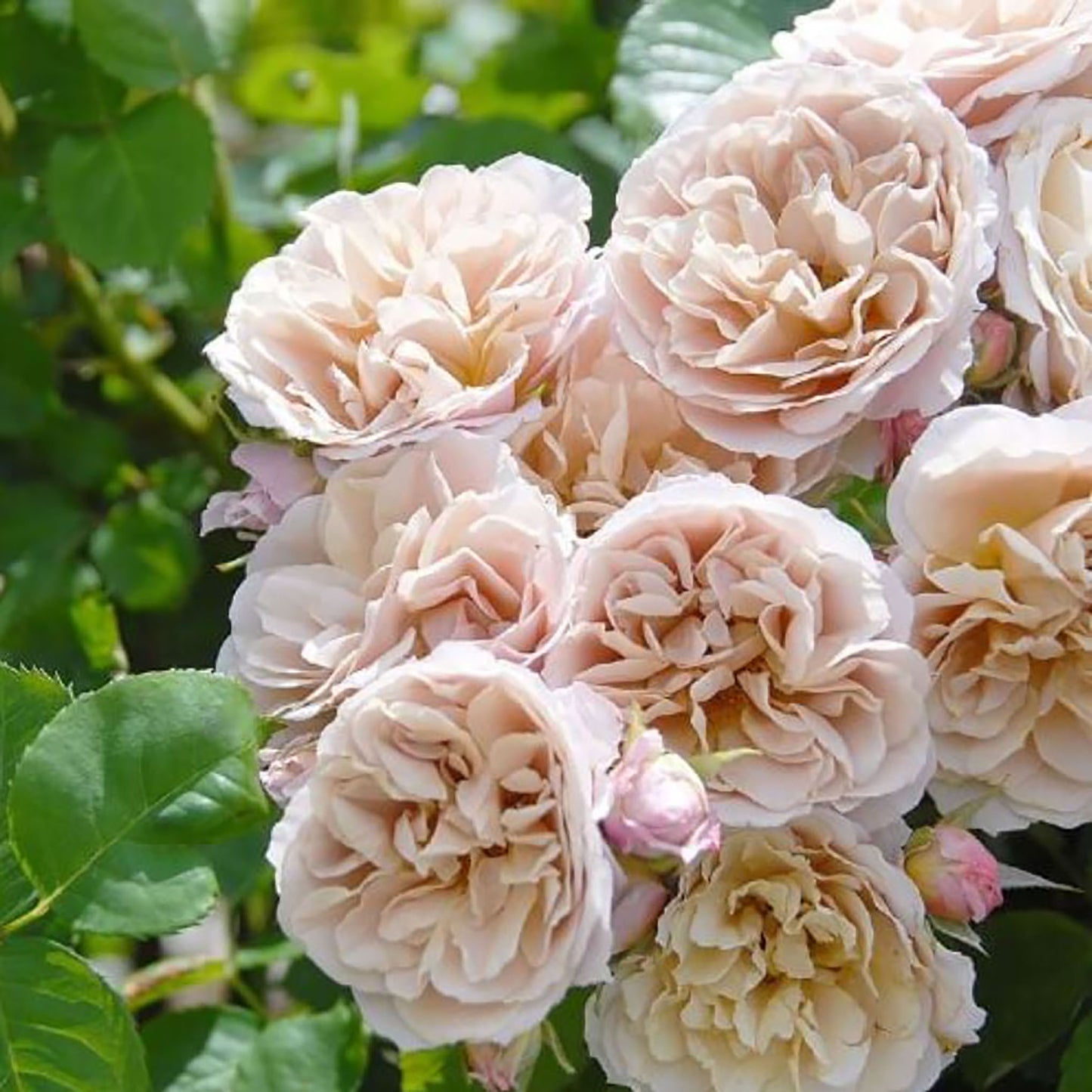 Iori 八神庵 ,  Floribunda Rose，Wonderful Disease And High Temperature Resistance And a Long Flowering Period.