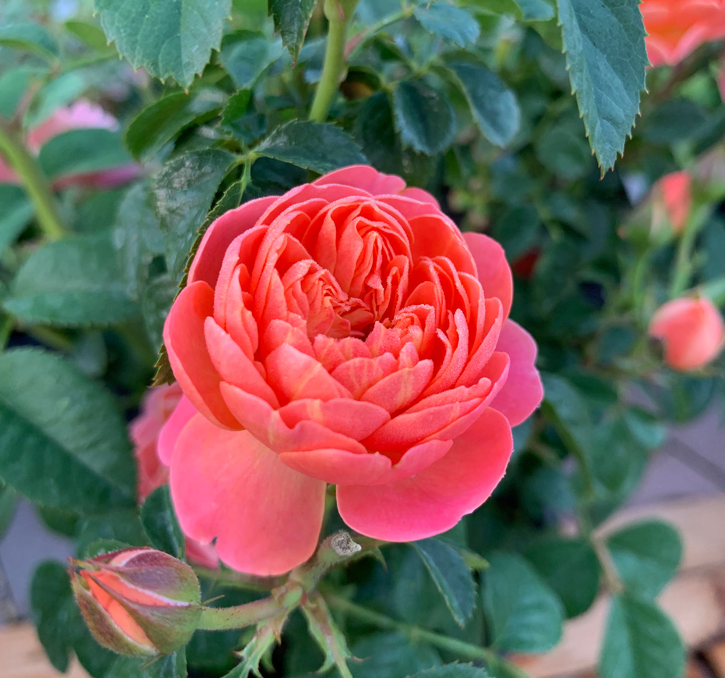 Grapefruit Terrace 血橙果汁阳台,  Floribunda Rose, Non-Grafted/Own Root.Yearlong flower buds. Perfect for small gardens.