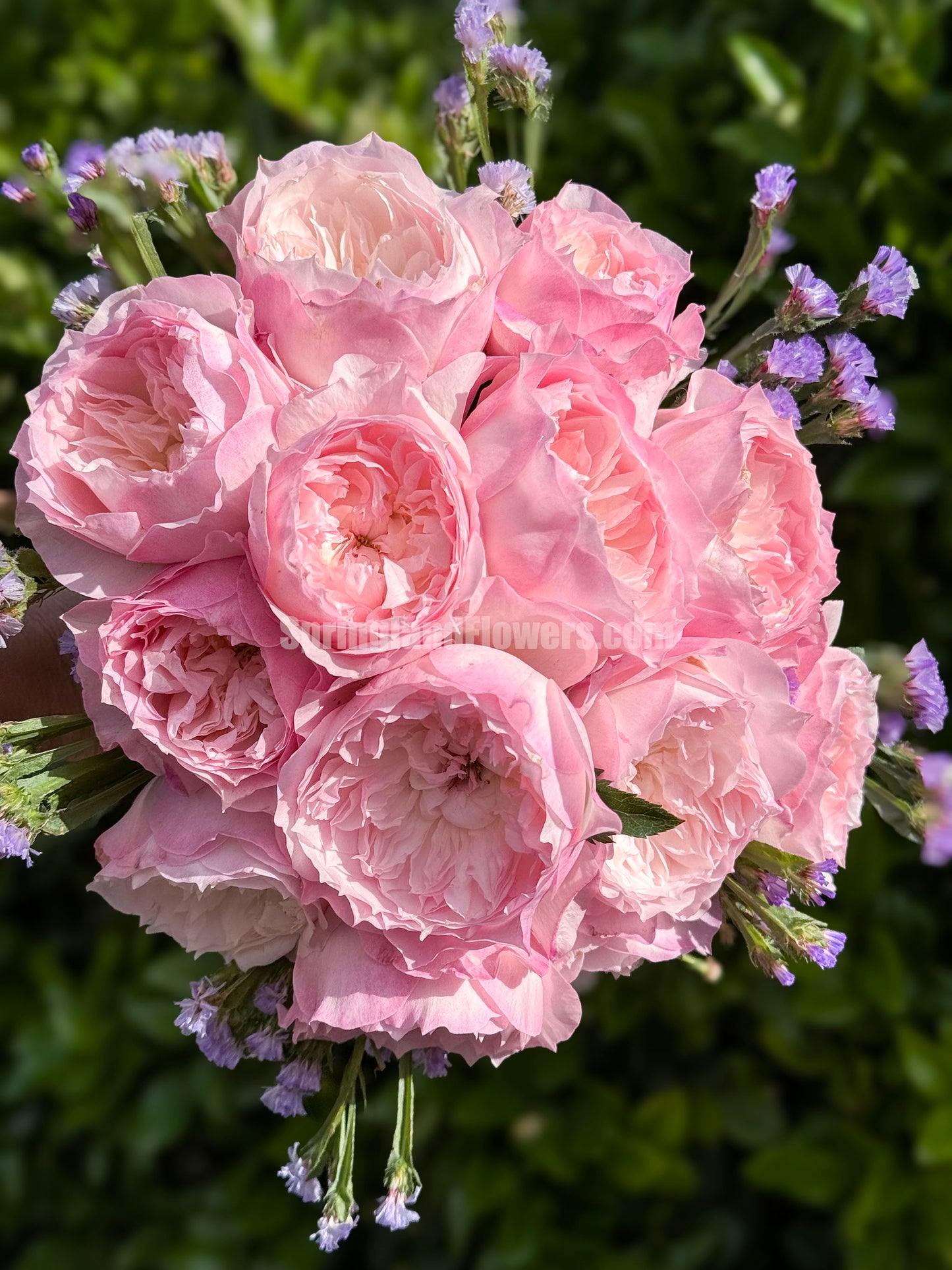 NEW 2021 !  Le Rire ルリール 乐咲, Japanese Shrub Rose. Heat-tolerant, disease-resistant, Non-Grafted/Own Root.