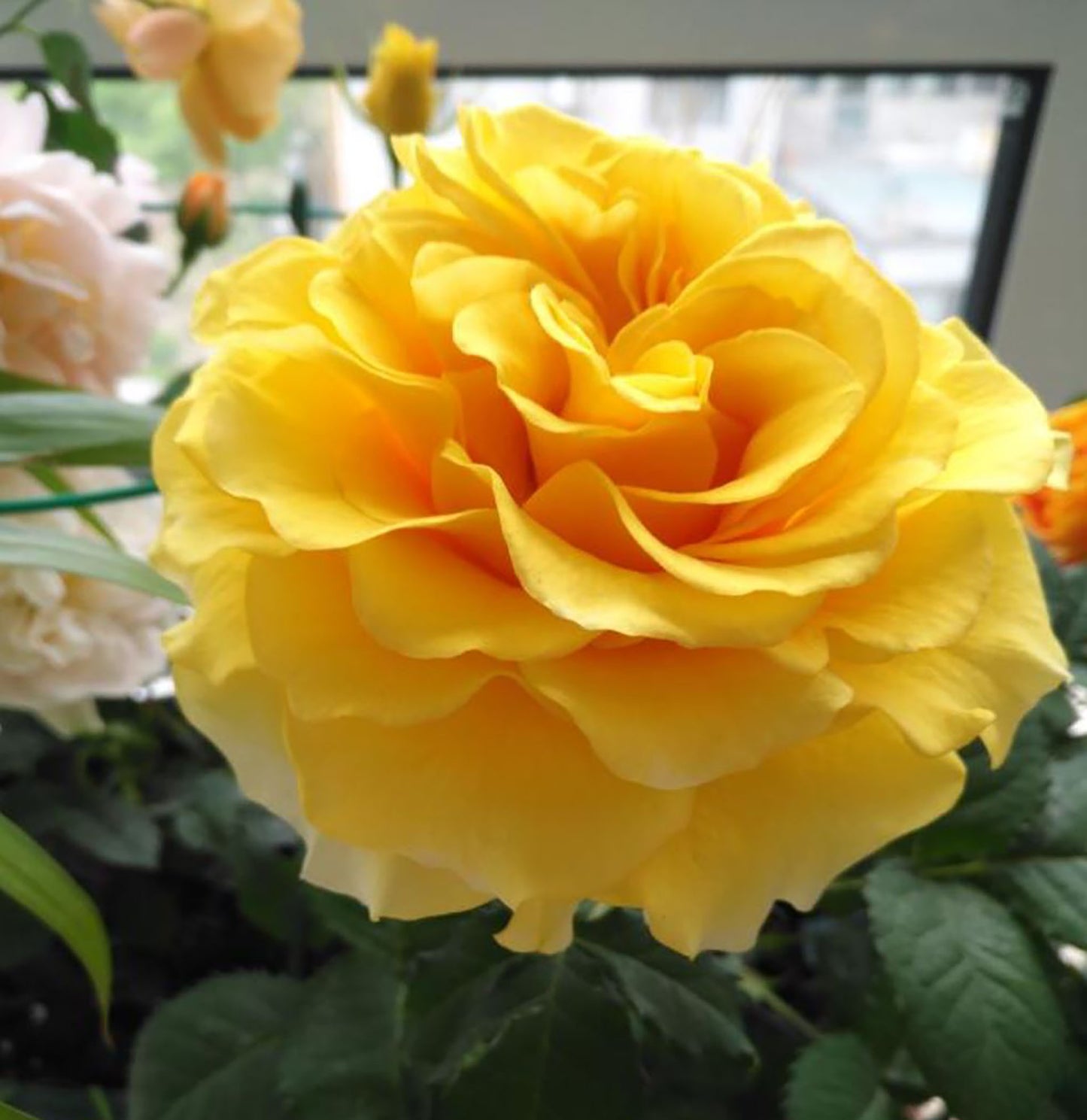 Shell 贝壳 シェル+，Japanese Shrub Rose, Large, Long Single-Flower Period,  Non-Grafted/Own Root.