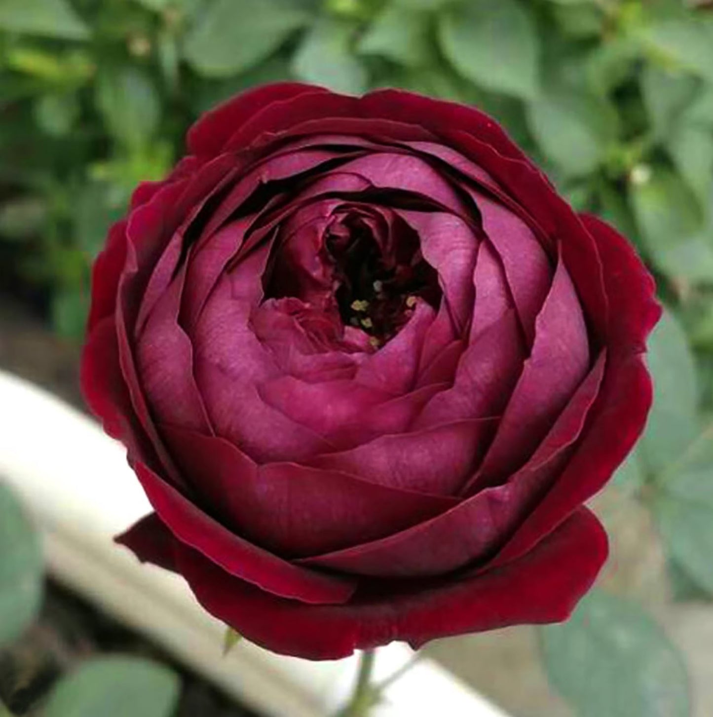 #SPJ100 , extremely similar to Royal Palace 皇宫, Japanese Shrub Rose.Non-Grafted/Own Root