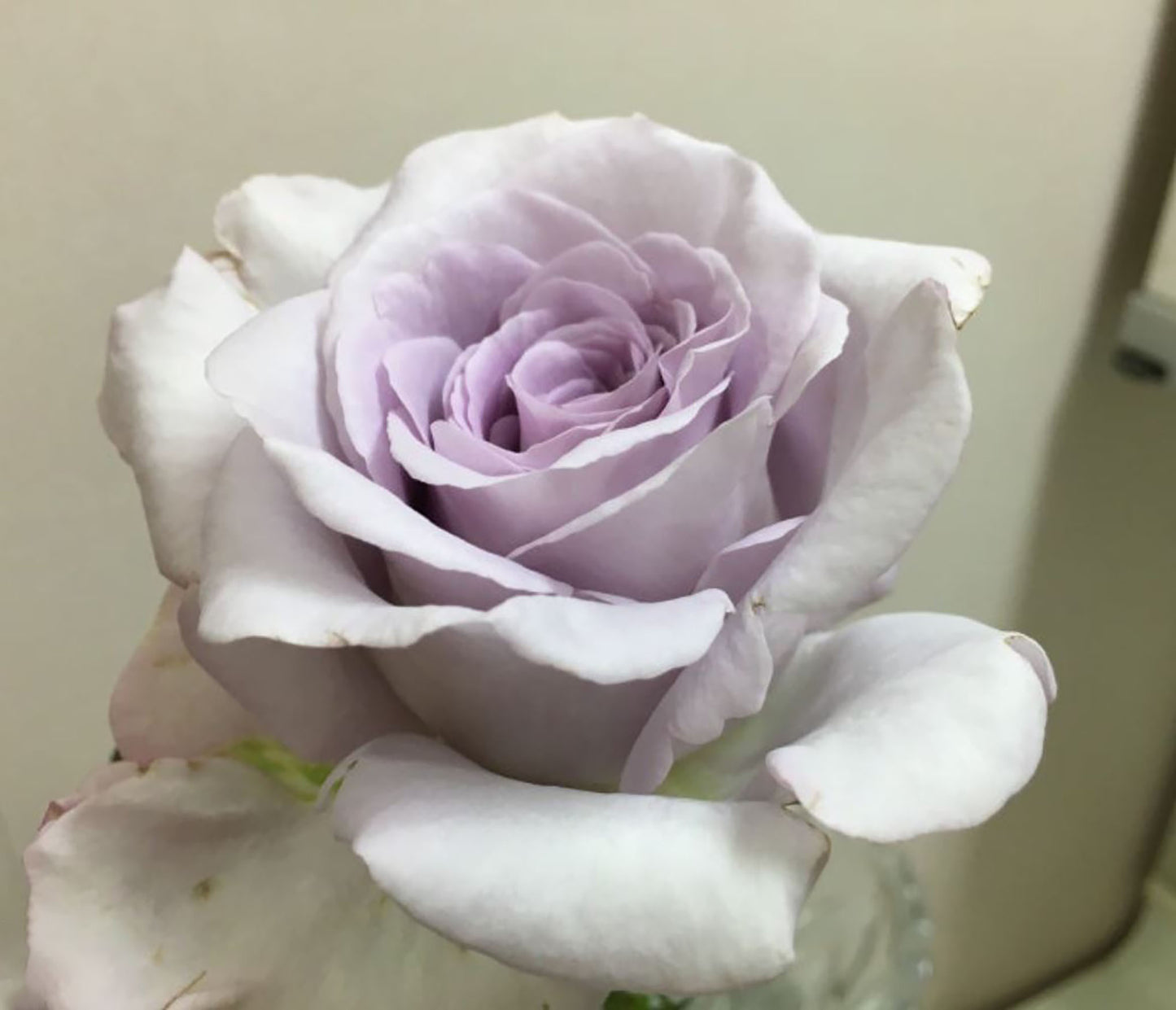 Luxury Nove 天然香水ラグジュノーブ,  Japanese Shrub Rose,   Non-Grafted/Own Root.