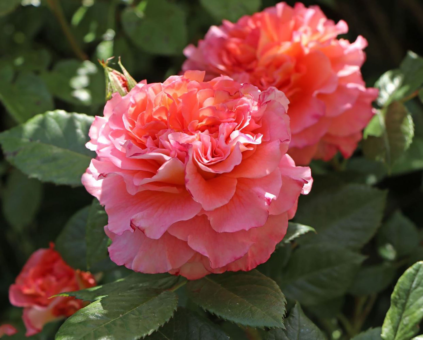 Augusta Luise 奥古斯塔.路易斯, Hybrid Tea Rose, Strong fragrance. Large. 2 Years Old 1 Gal, Non-Grafted/Own Root.