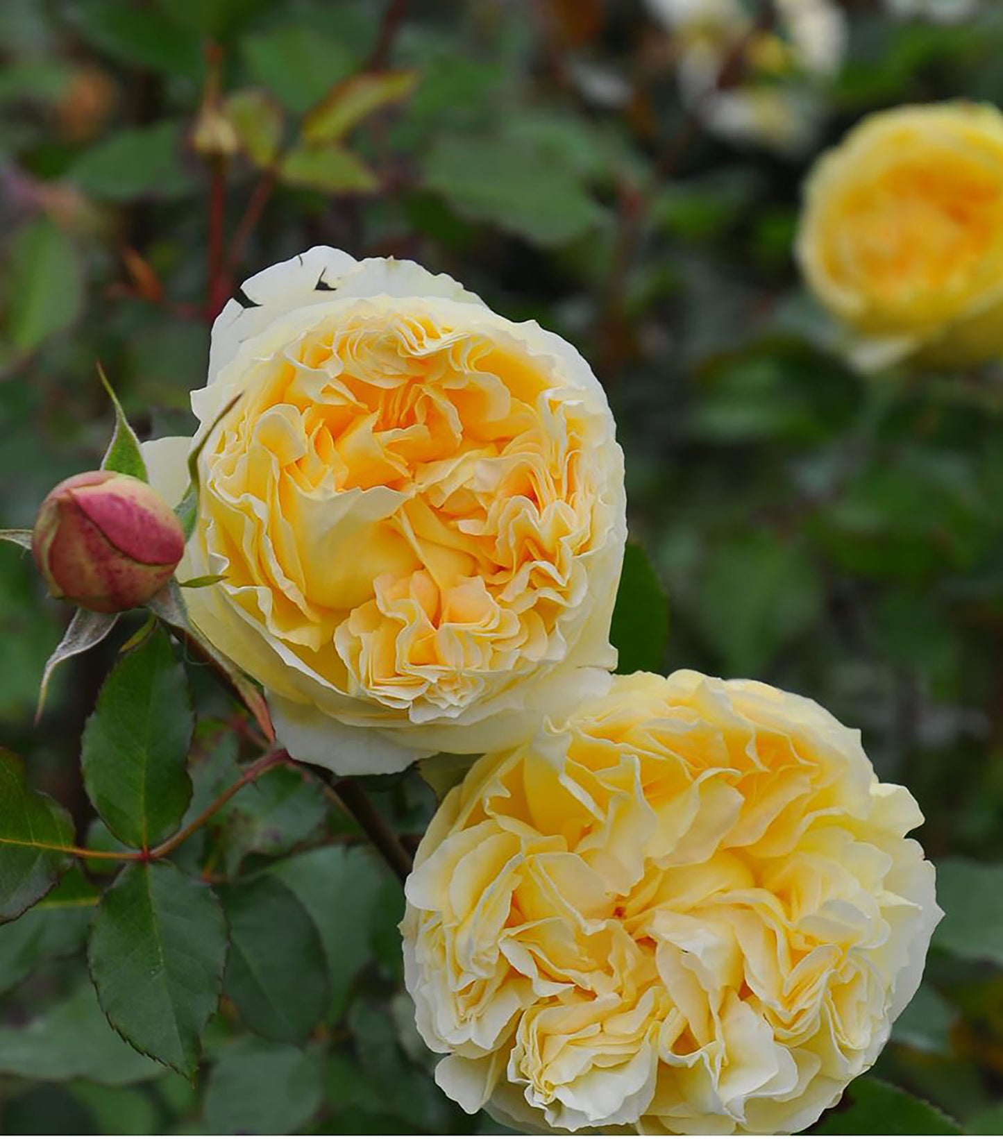 NEW ! 2021. Sicilienne 西西里舞曲, Japanese Shrub Rose, Heat-tolerant, disease-resistant, Thornless.