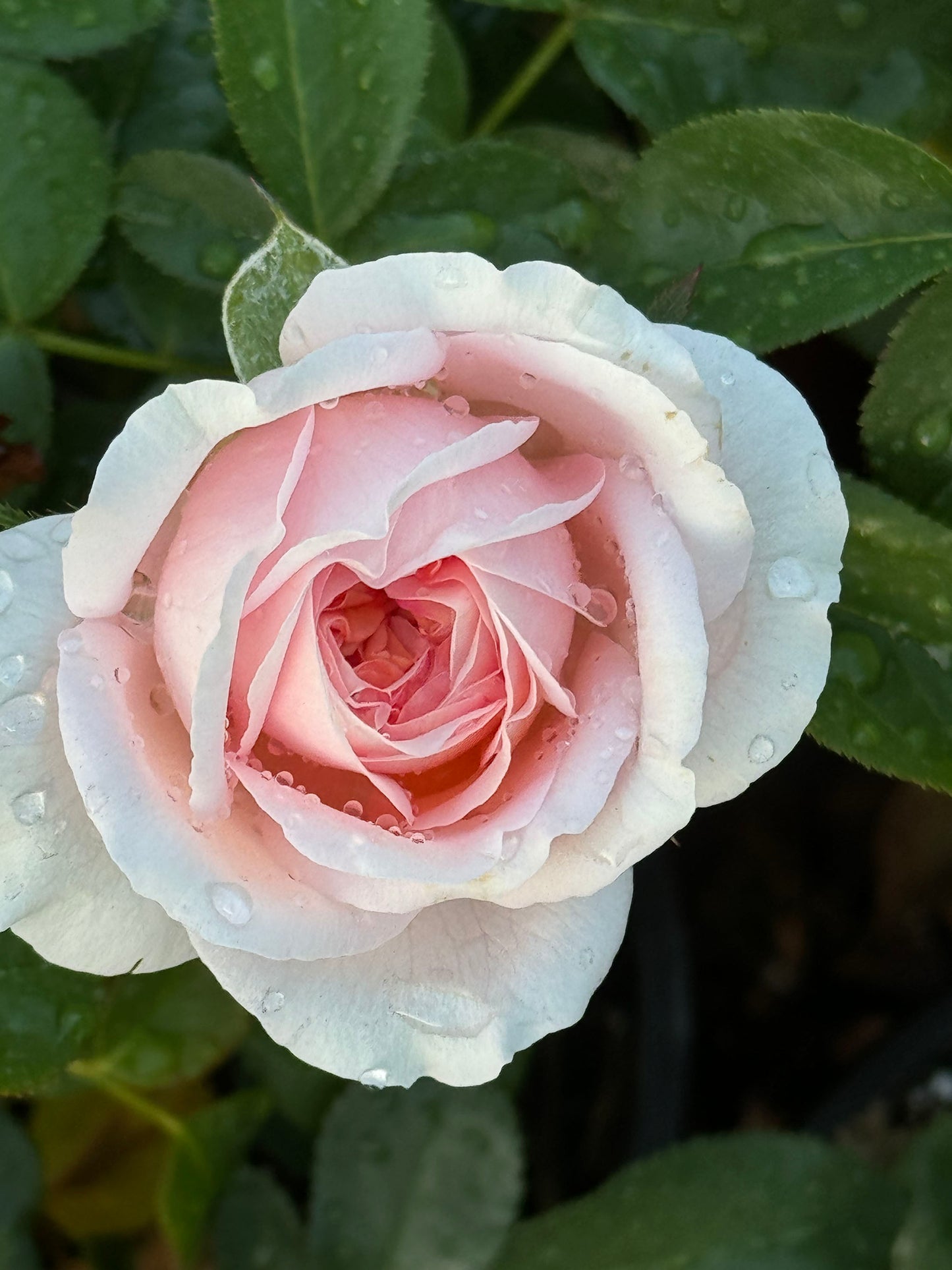 Voyage 航程，Hybrid Tea Rose，Strong Disease Resistance and Heat Tolerance,Non-Grafted/Own Root.