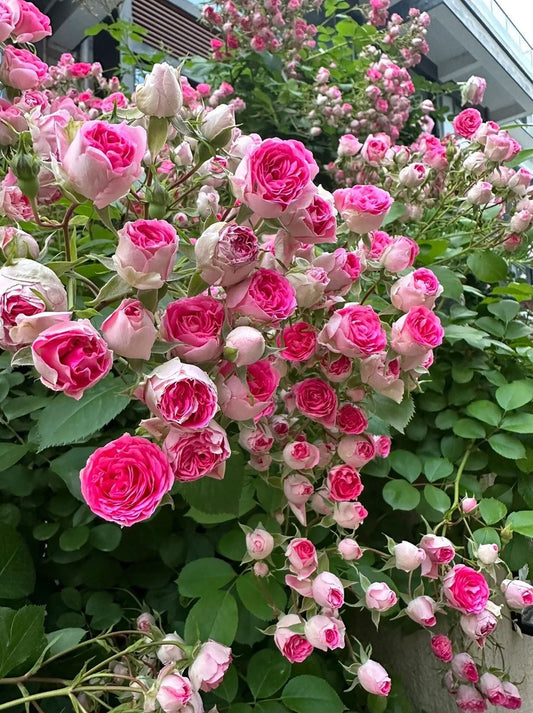 Rouge Pearls 胭脂扣, Climbing Rose，Heat-tolerant, disease-resistant, Non-Grafted/Own Root.