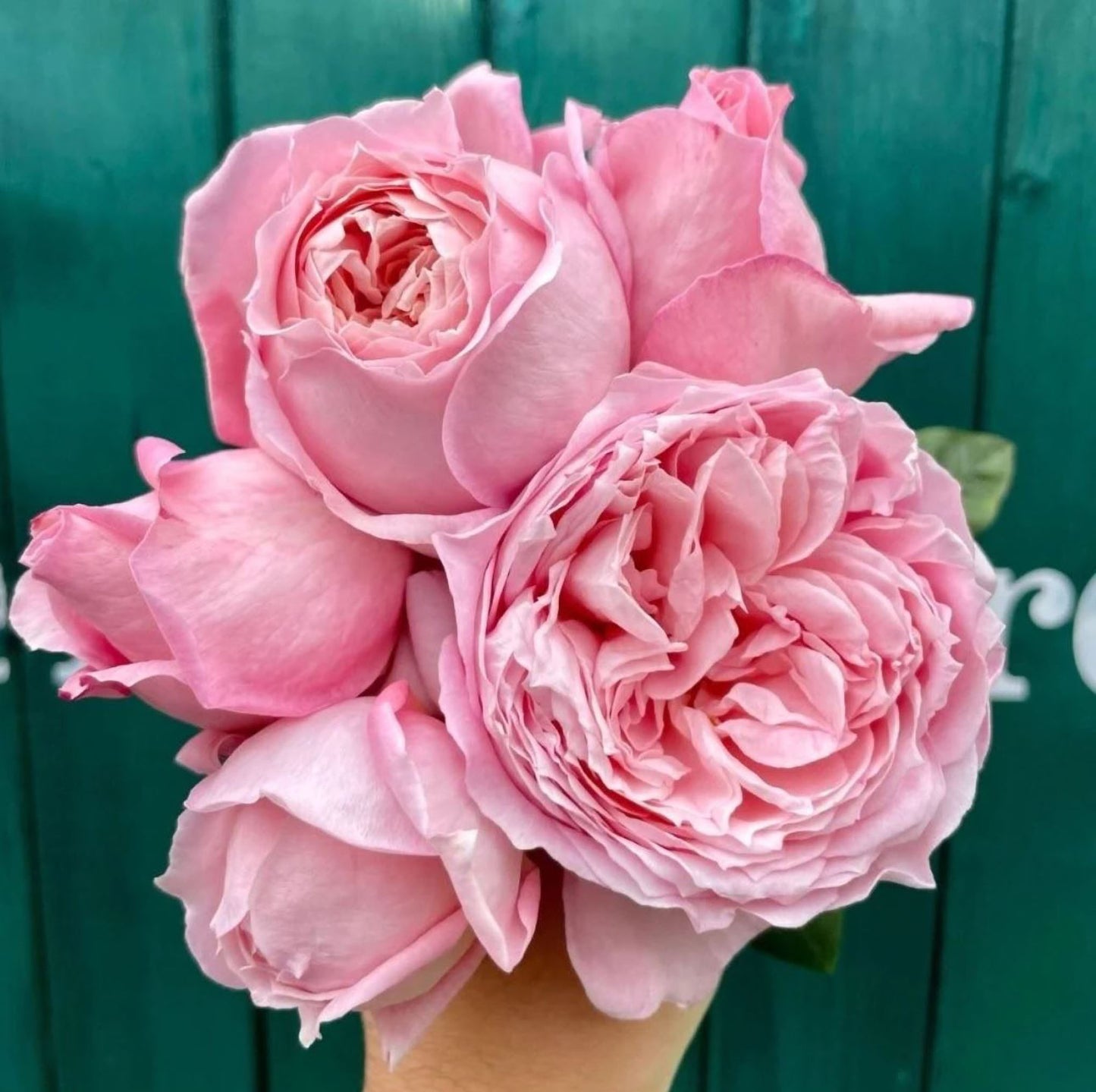 #SPF200, Anne-Sophie Pic 安索菲比克， Floribunda Florists Rose. Non-Grafted/Own Root.