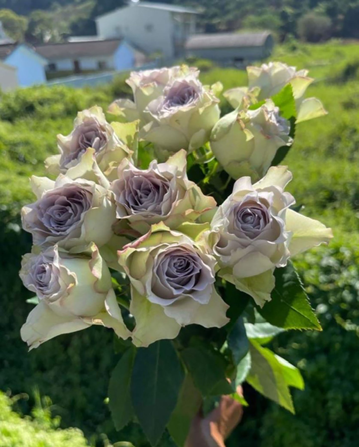 Lapis Veil 青金石面纱 ，Japanese Shrub Rose, Non-Grafted/Own Root.