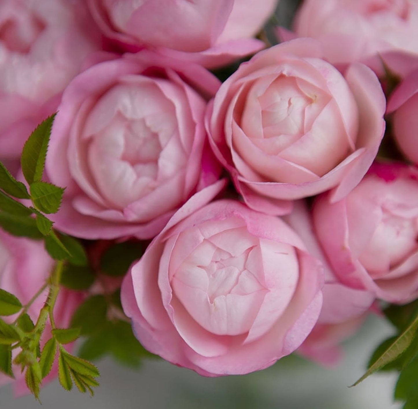 Strawberry Macaron草莓杏仁饼 ストロベリーマカロン , Japanese Floribunda Rose, Non-Grafted/Own Root.