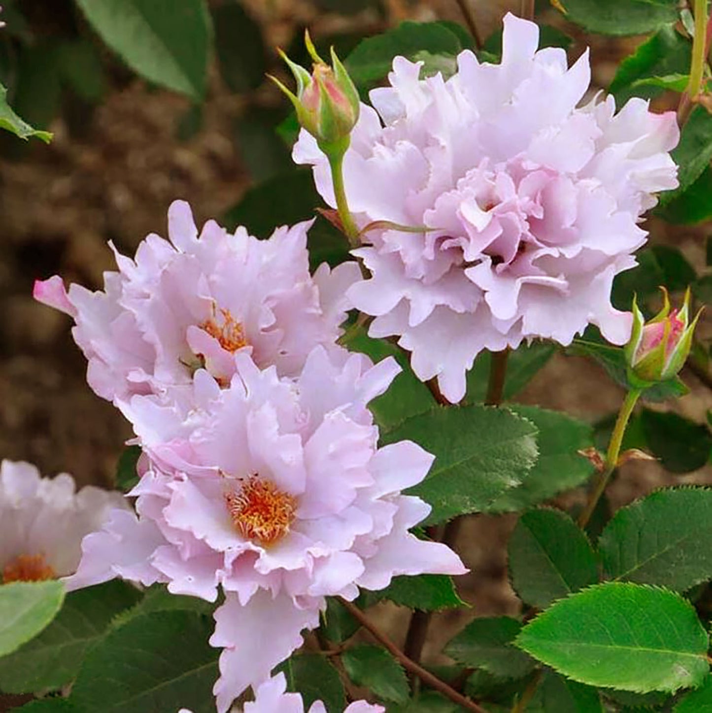 Couture Rose Tilia 玫瑰时装 クチュール・ローズ・チリア, Japanese Floribunda Rose.  Strong fragrance. Non-Grafted/Own Root.