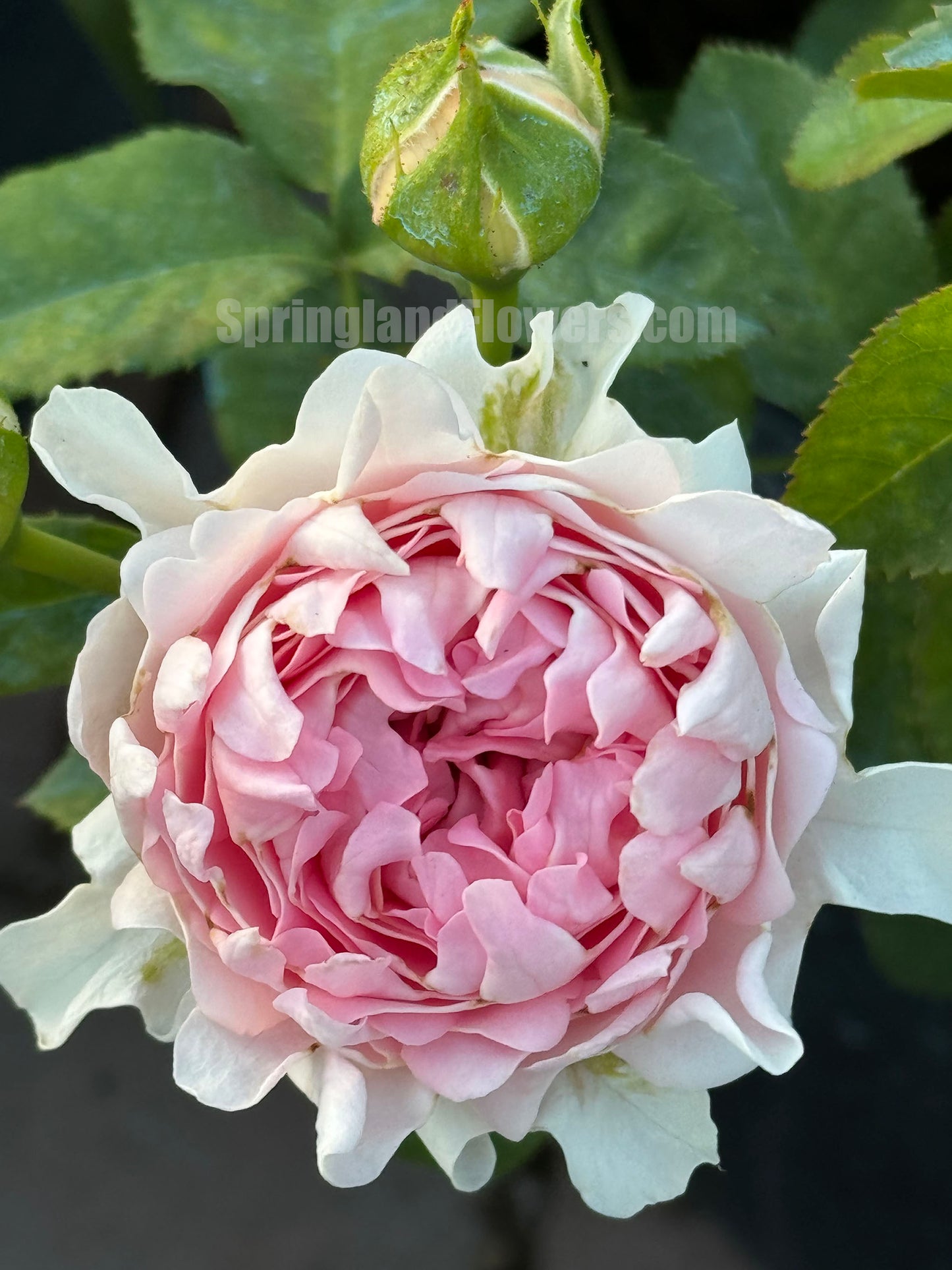 Sofine 苏芬/海葵宝宝，Floribunda Rose, Non-Grafted/Own Root.