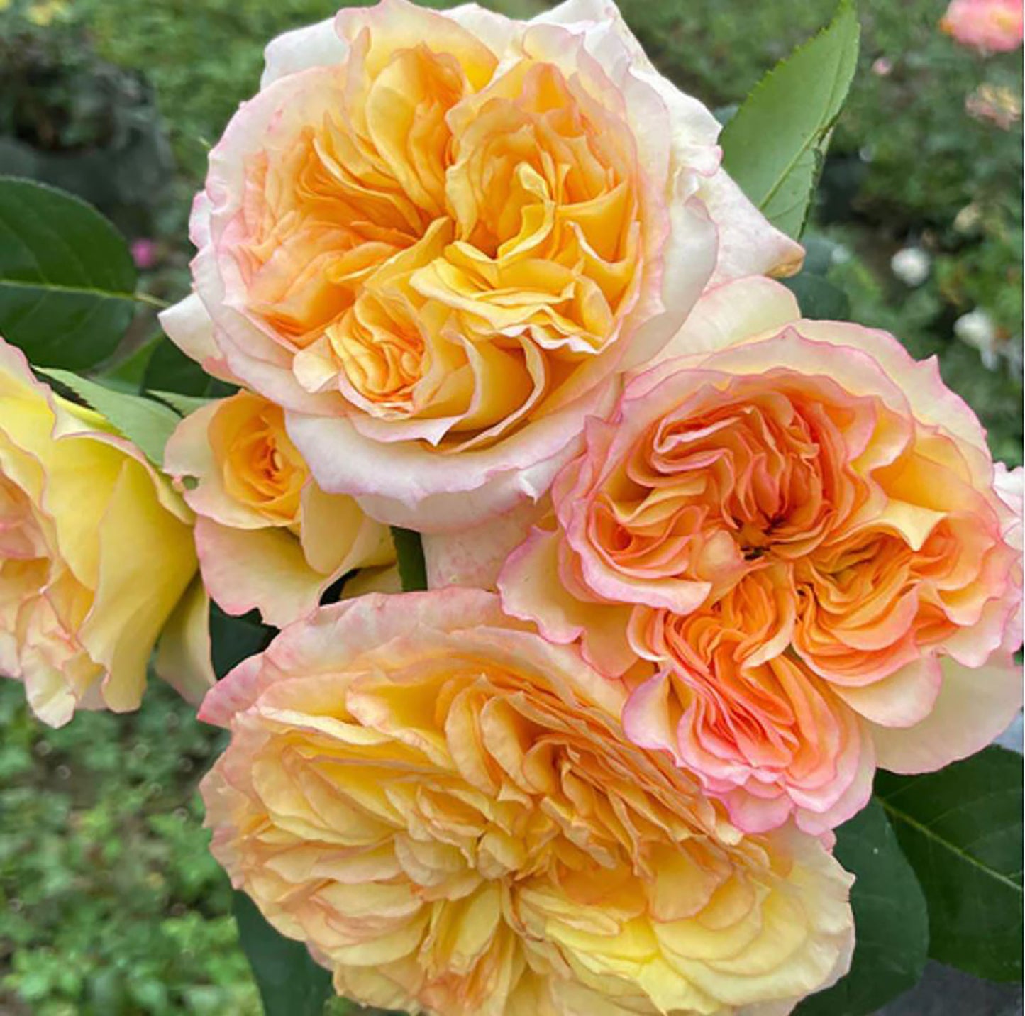 Henri Delbard 橘子酱, Hybrid Tea Rose, Non-Grafted/Own Root. Good Disease Resistance.