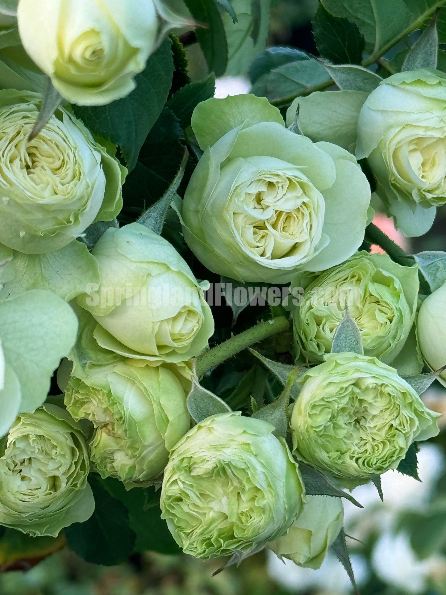 Creamy Eden 奶油龙沙，Floribunda, Florists Rose.  Heat-tolerant, disease-resistant, Non-Grafted/Own Root.