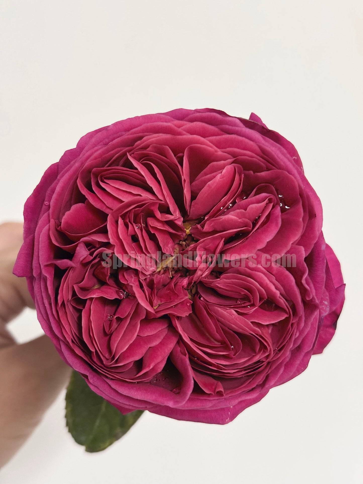 #SPJ015 , Cantina 伊芙酒窖, Japanese Shrub Rose, Strong fragrance. Non-Grafted/Own Root.