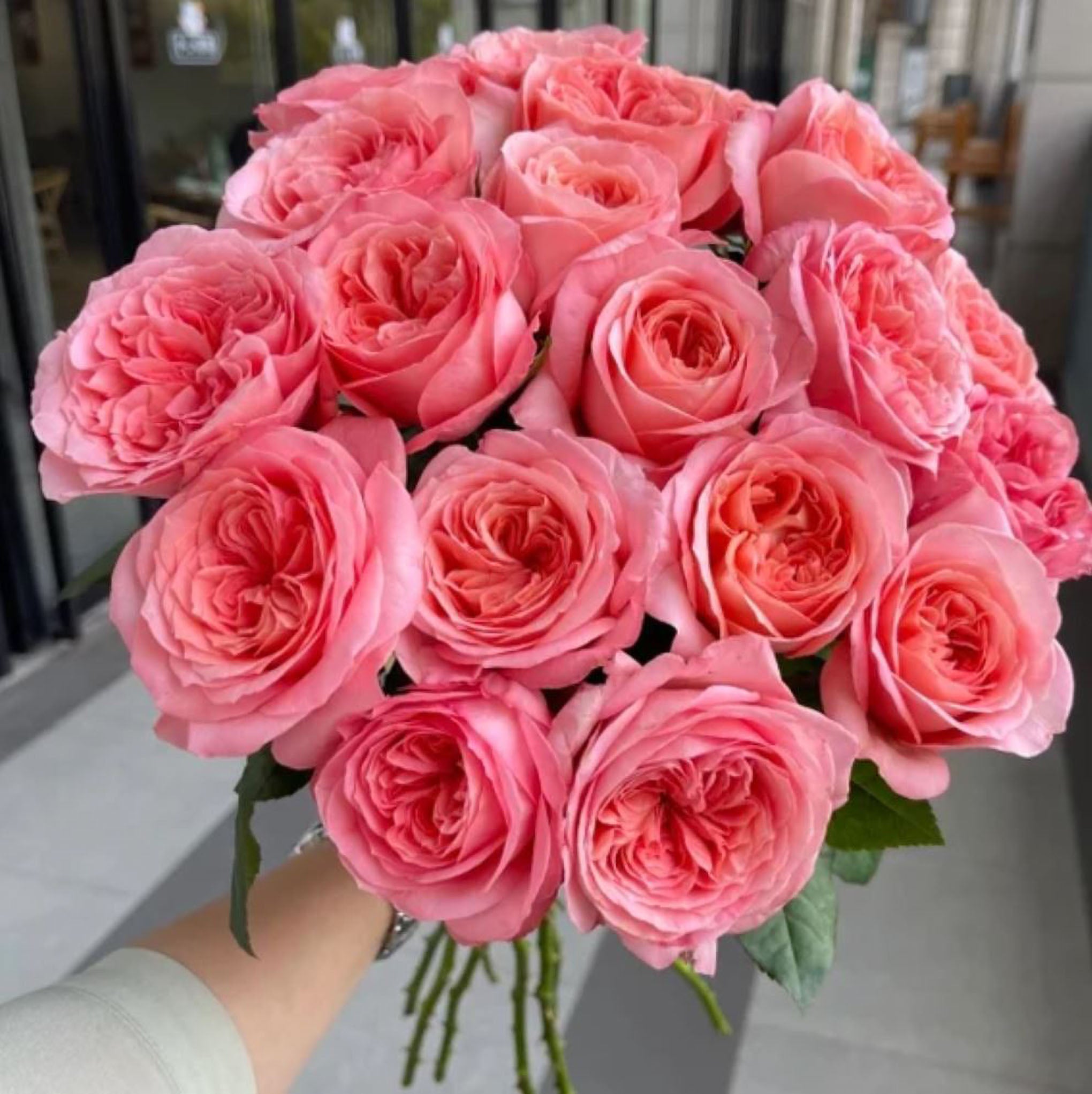 New Arrival Roses – Page 6 – SpringlandFlowers