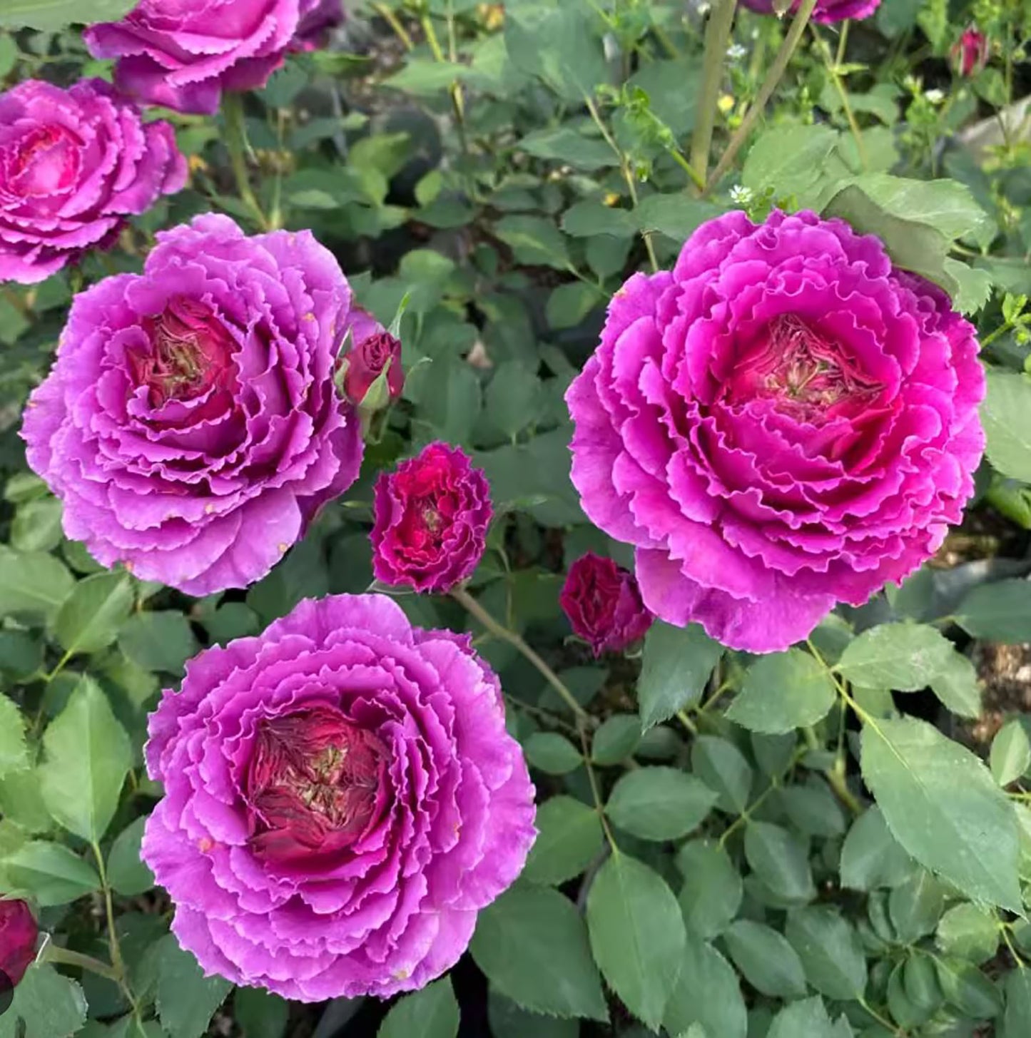 Ramukan 草药 ラムカン,  Japanese Shrub Rose，Strong Disease Resistance and Heat Tolerance,Non-Grafted/Own Root.