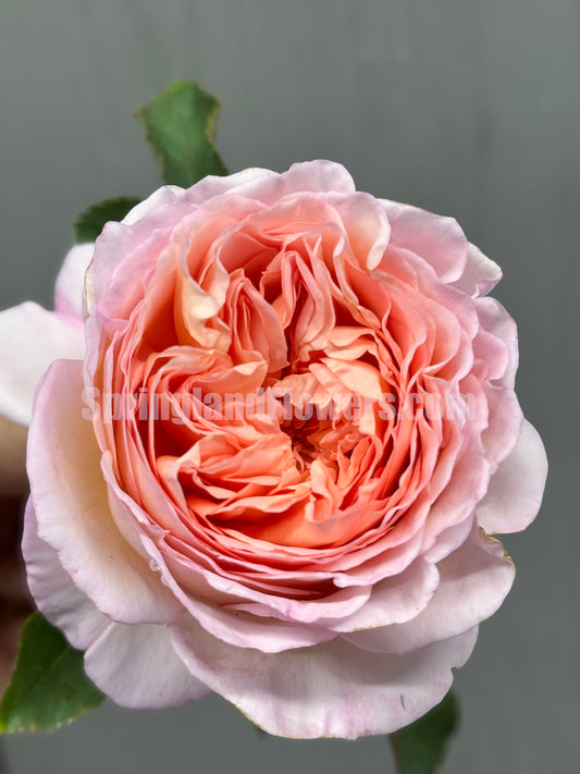 #SPC212, FenDai/Pink Dye 粉黛 Chinese Shrub Rose, Strong Fragrance,Excellent Heat Tolerance, Non-Grafted/Own Root.